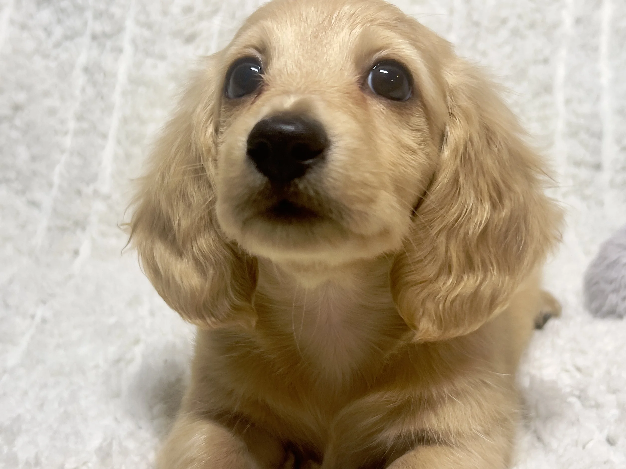 Confetti aka Dobby (RESERVED, longhaired boy)