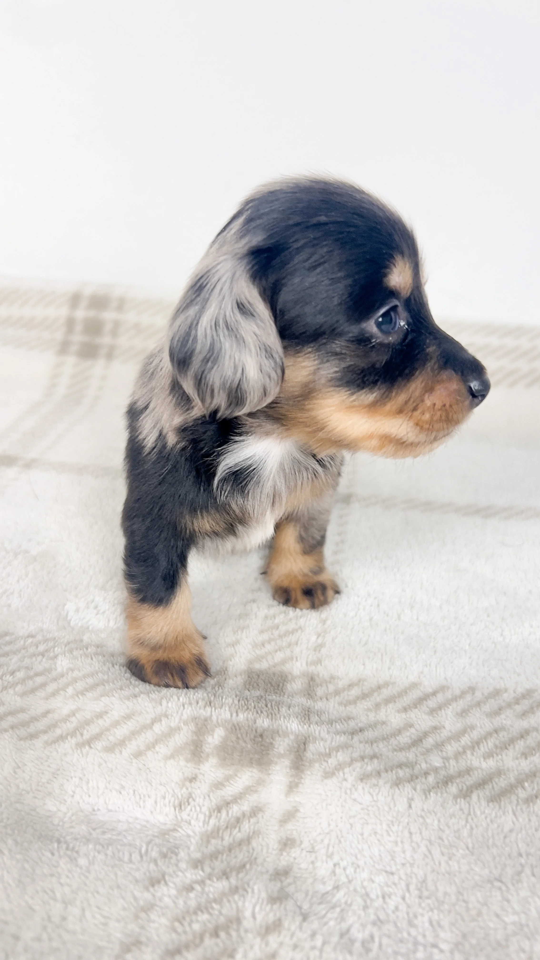 Chocolate aka Frankie (RESERVED, longhaired boy)