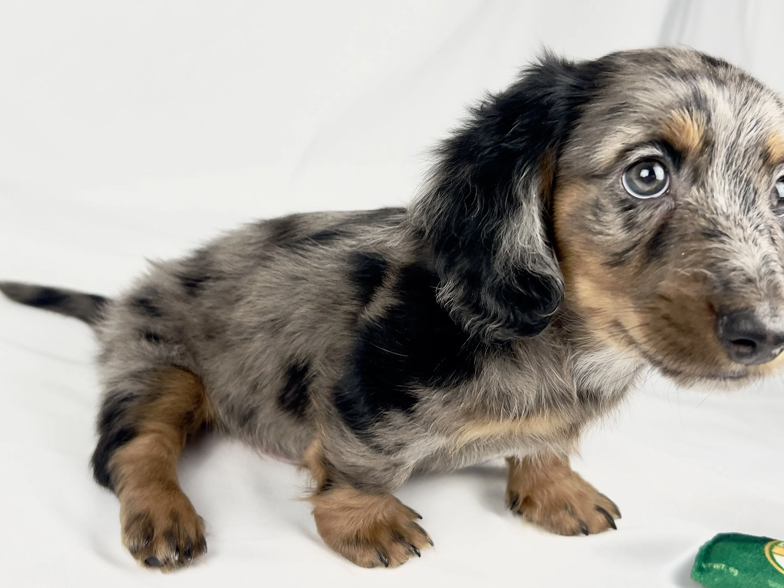 Cadbury aka Winston (RESERVED, longhaired boy)