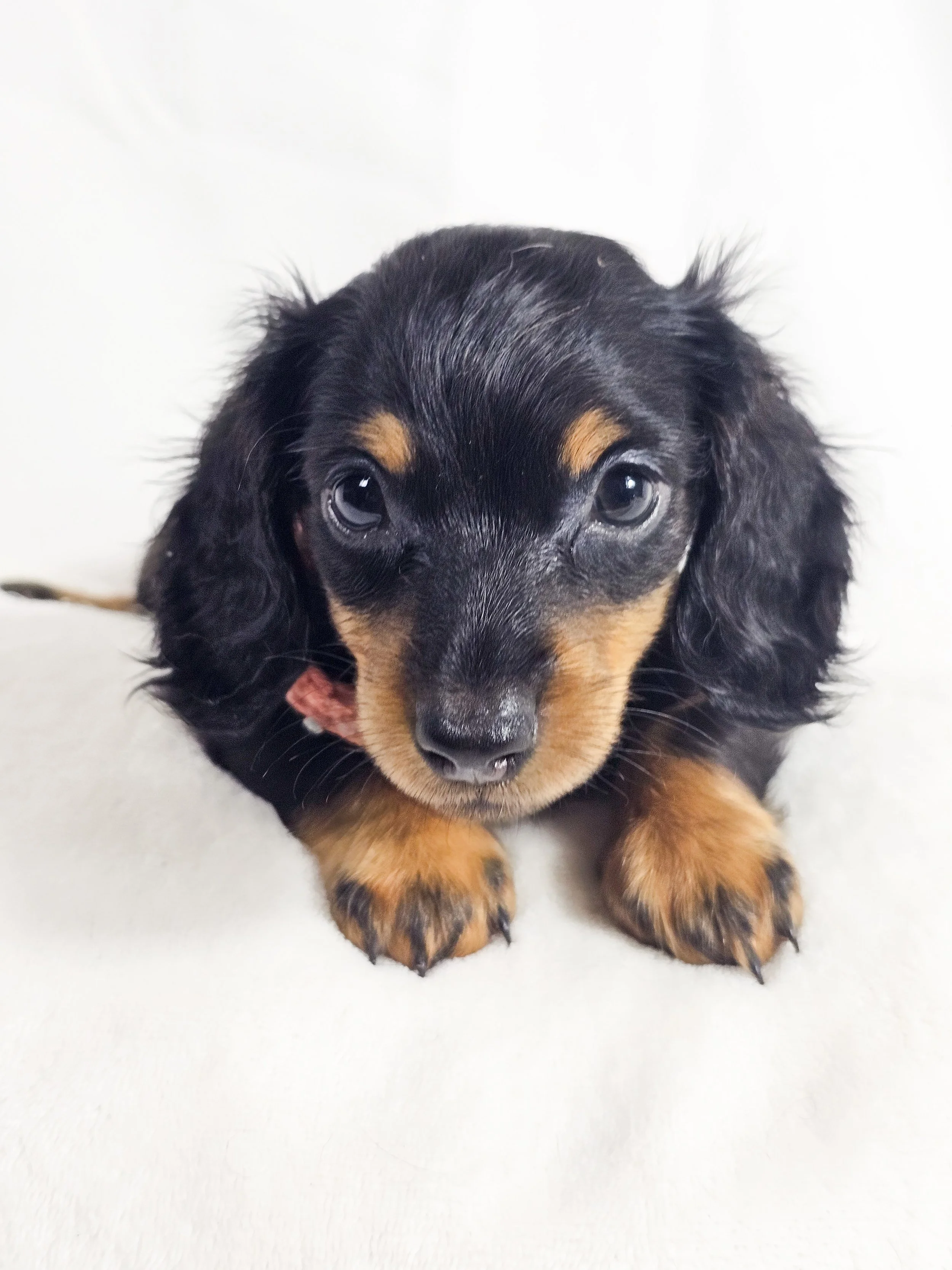 Berry (RESERVED, longhaired girl)