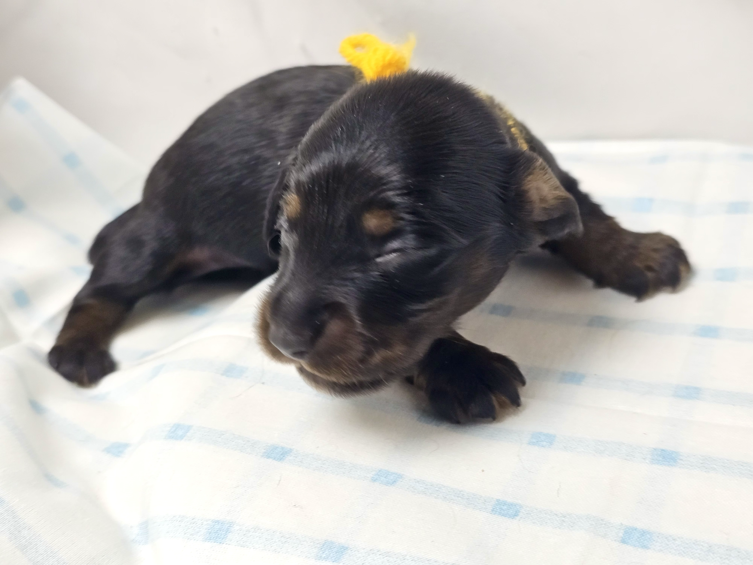 Twix (longhaired boy, $2500 with a $500 deposit towards total)