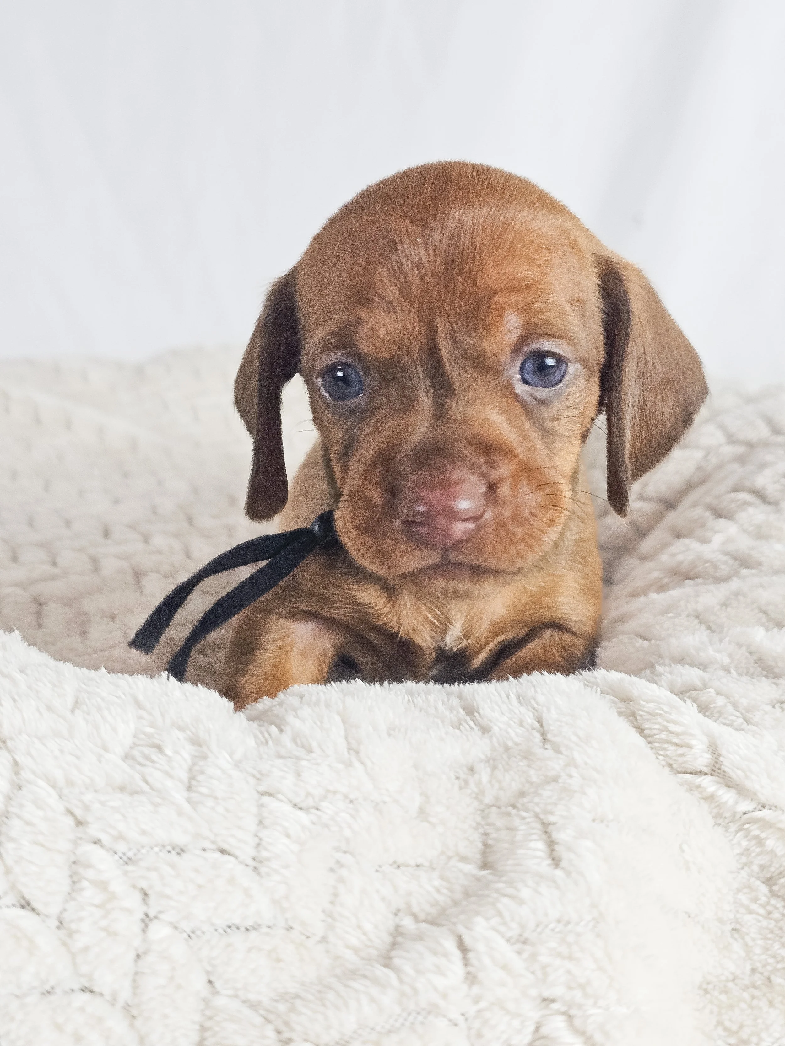 Thai tea (shorthaired boy, $2000 with a $500 deposit towards total)