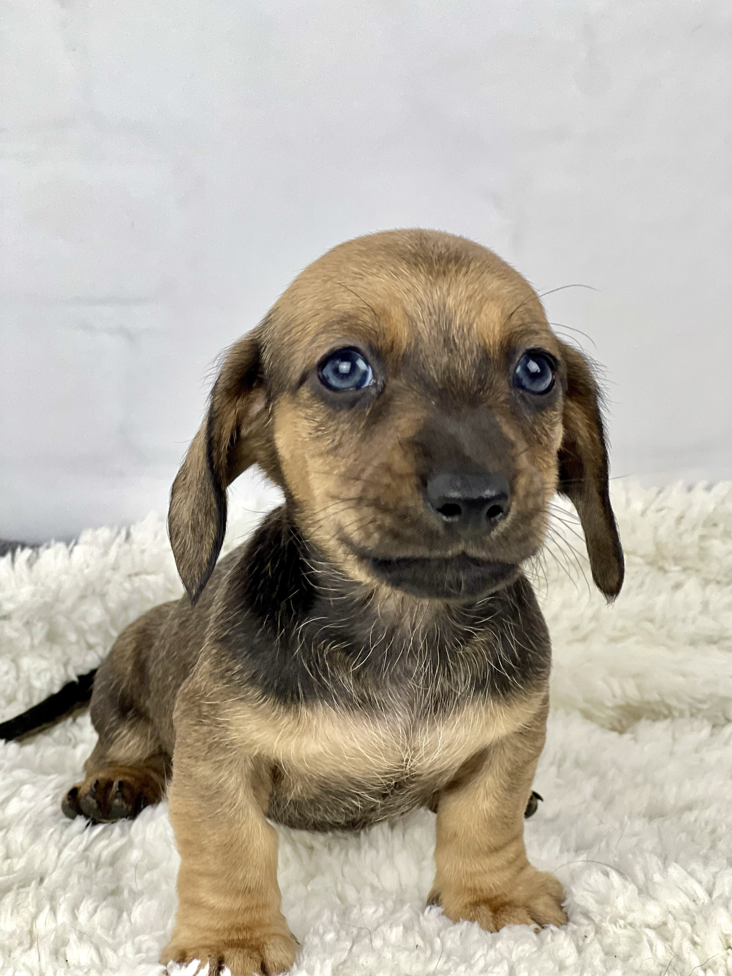 Pumpkin Latte aka Jerry (RESERVED, shorthaired boy)