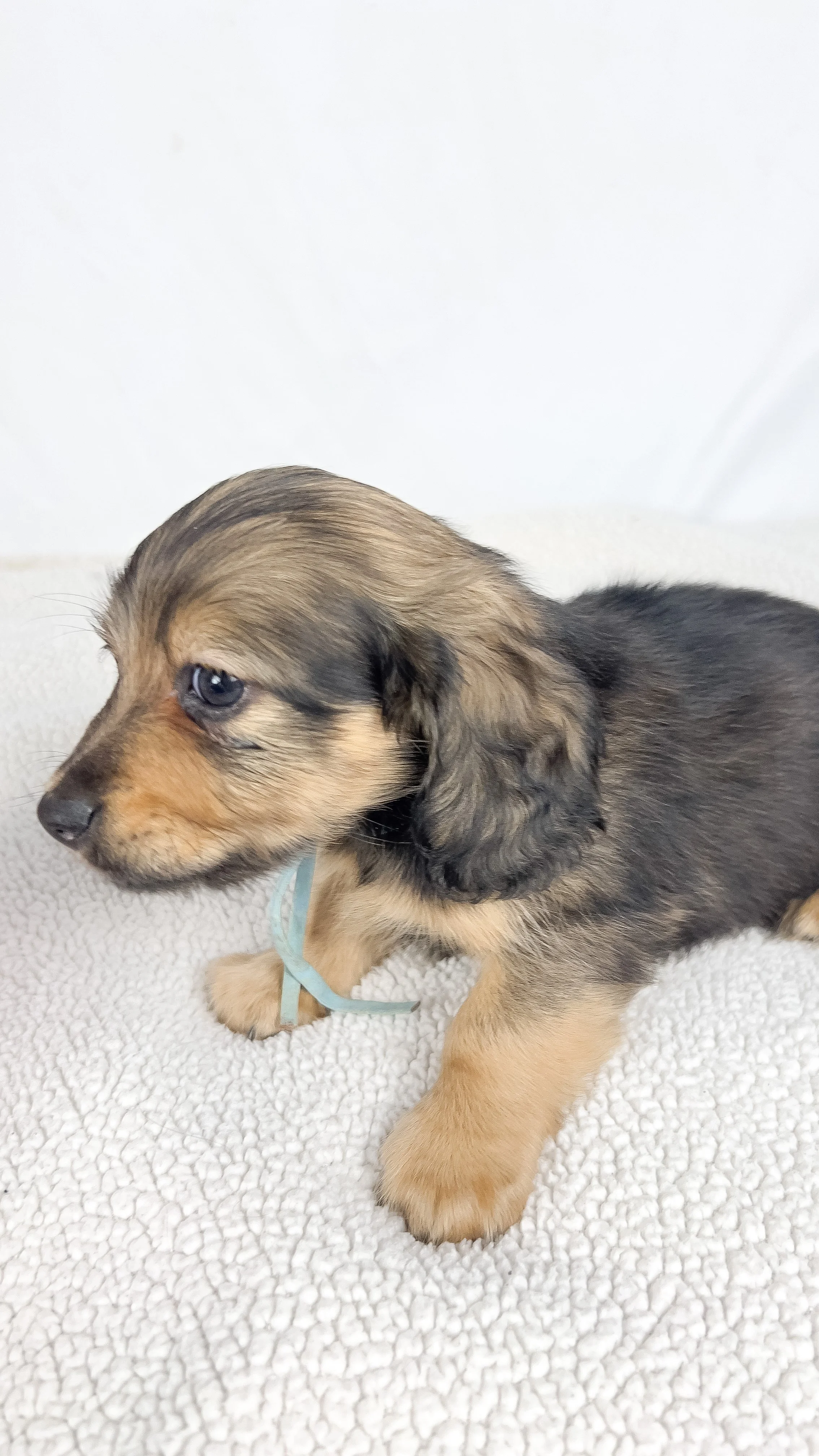 Coca-cola aka Walter (RESERVED, longhaired boy)