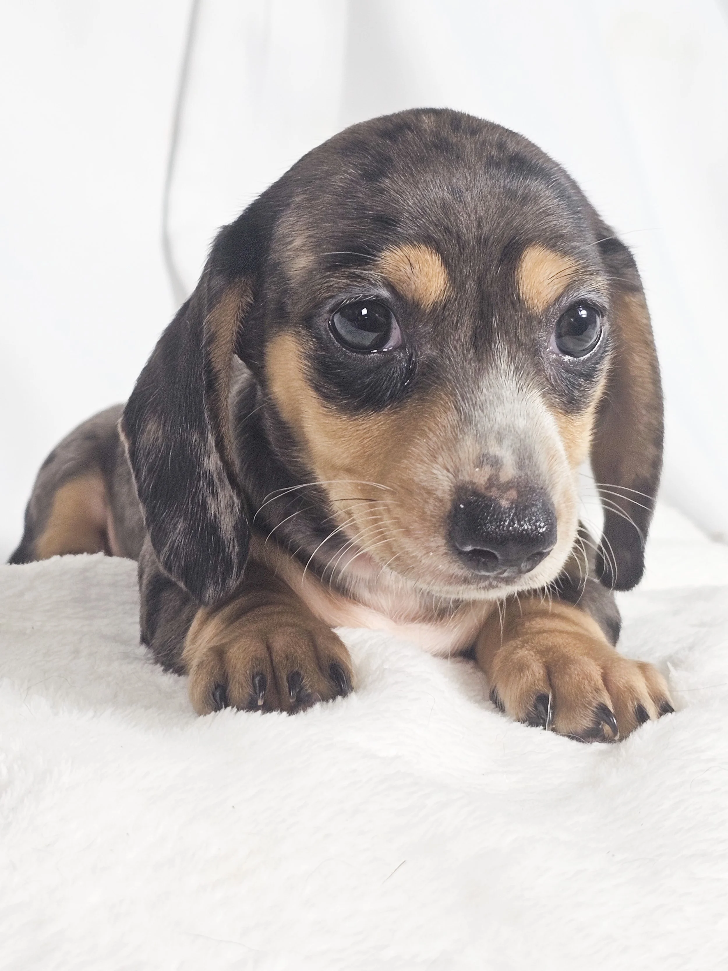 Chili cheese (RESERVED, shorthaired boy)