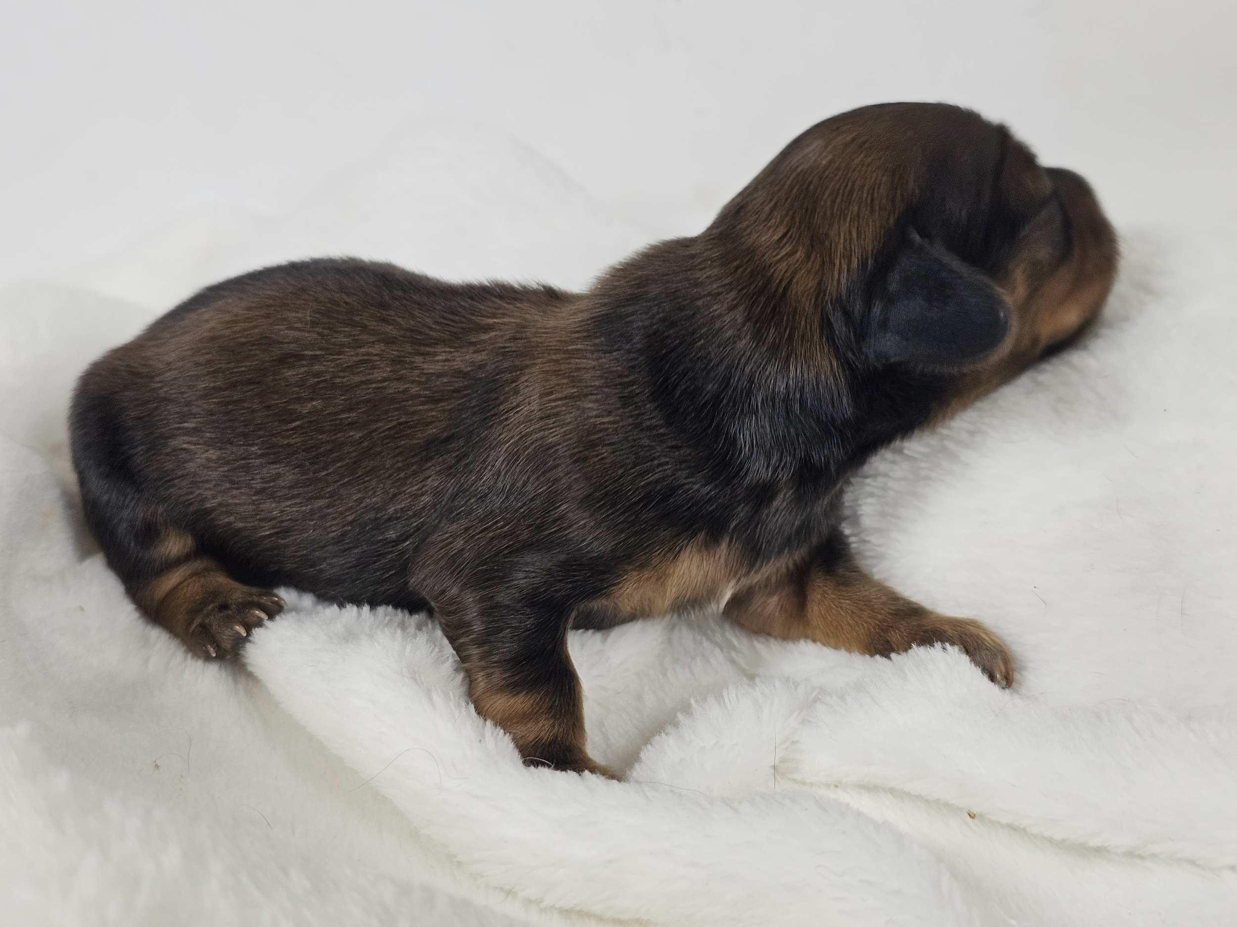 Wavy (longhaired girl, $3000 with a $500 deposit towards total)