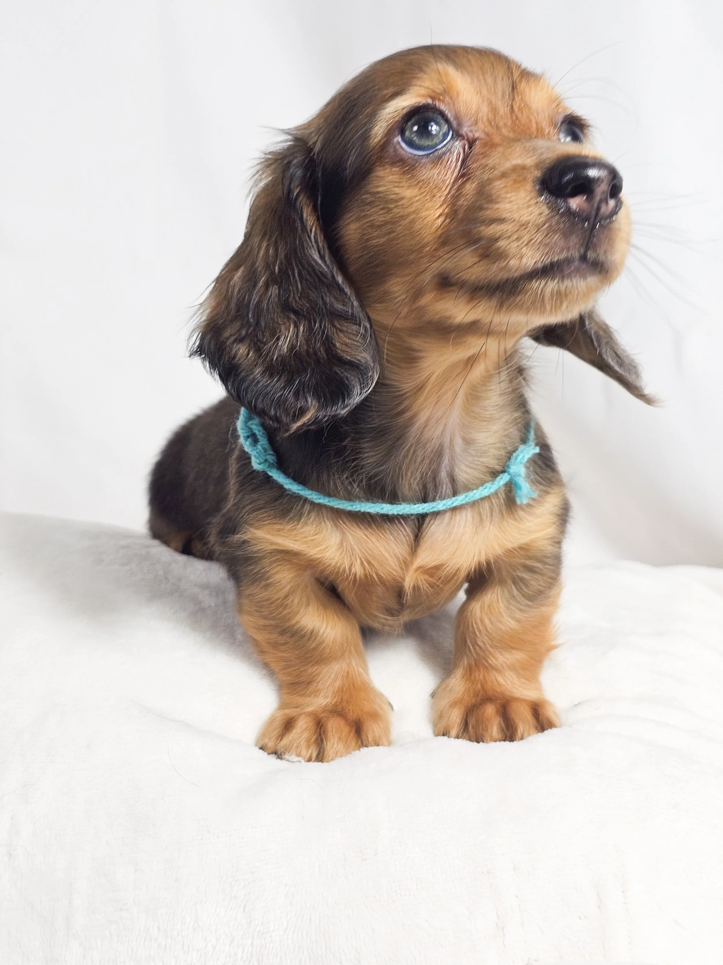 Fig (RESERVED, longhaired boy)
