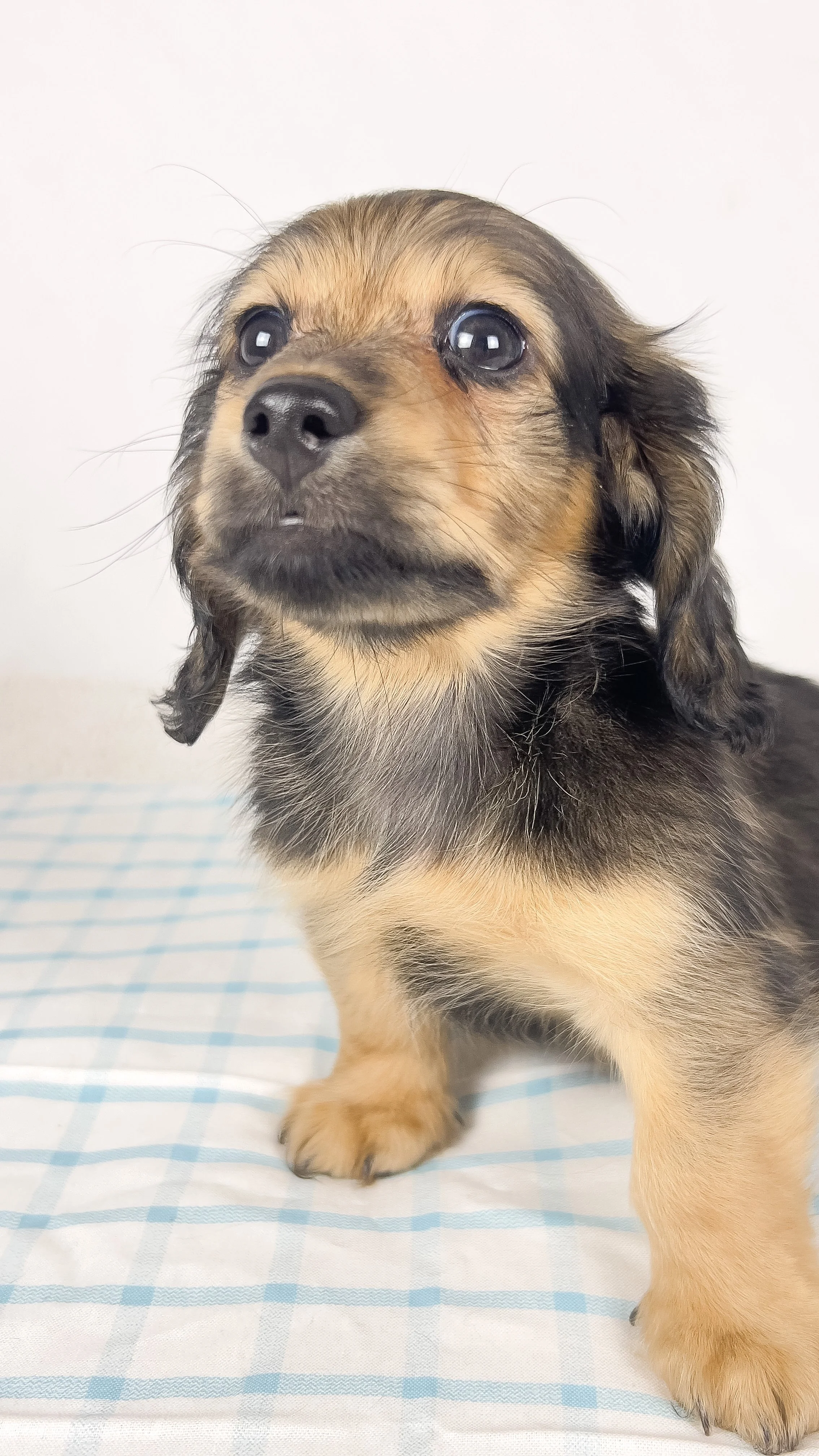 Coca-cola aka Walter (RESERVED, longhaired boy)