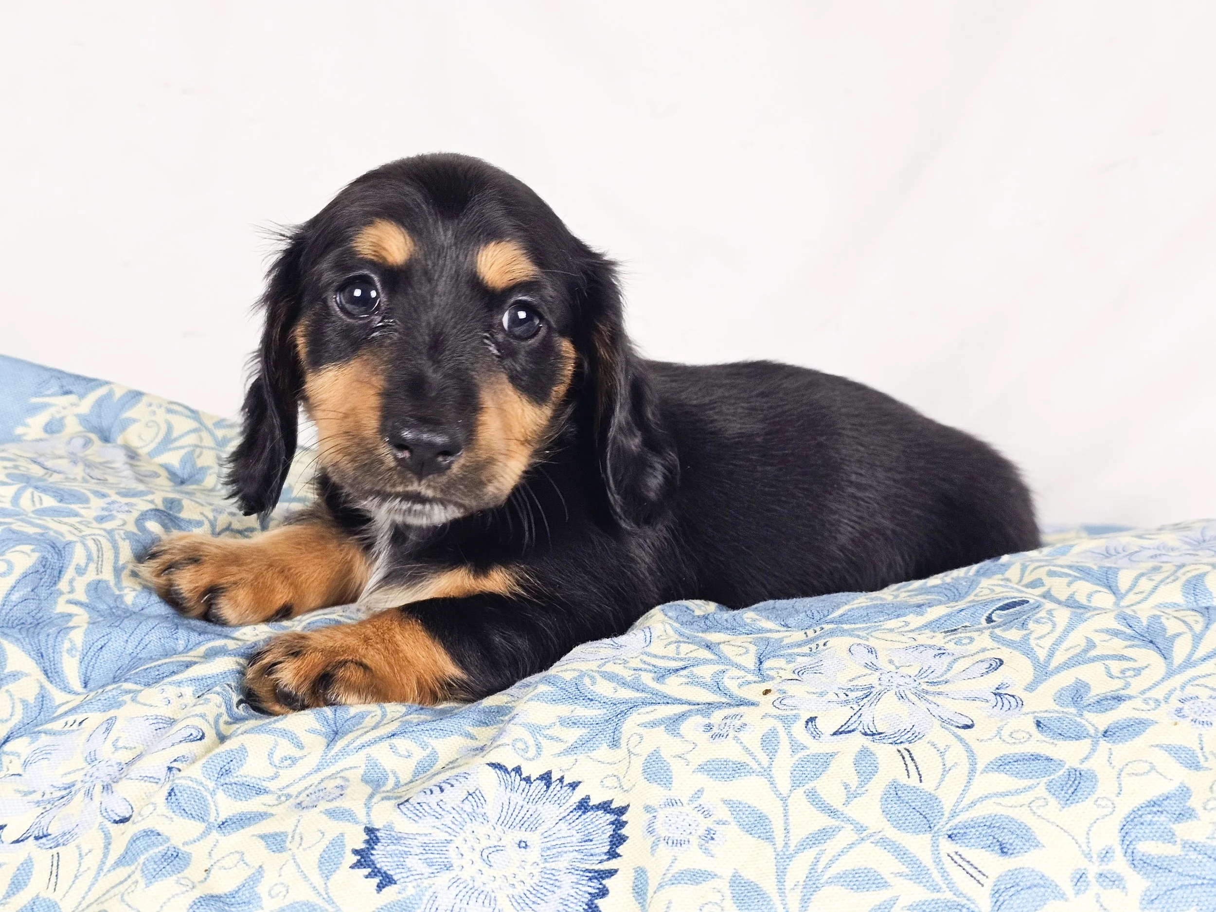 Limon (RESERVED, longhaired girl)