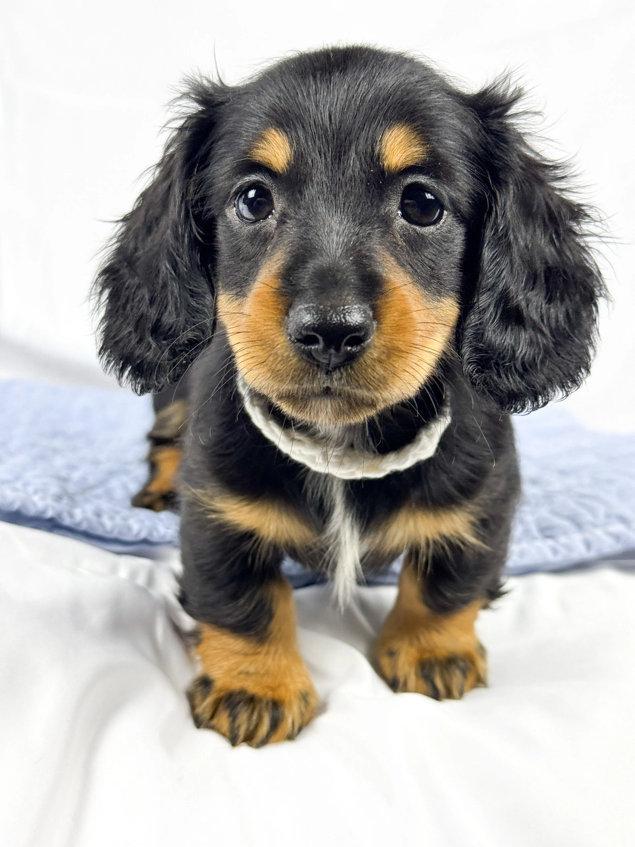 Dill pickle aka Arlo (RESERVED, longhaired boy)