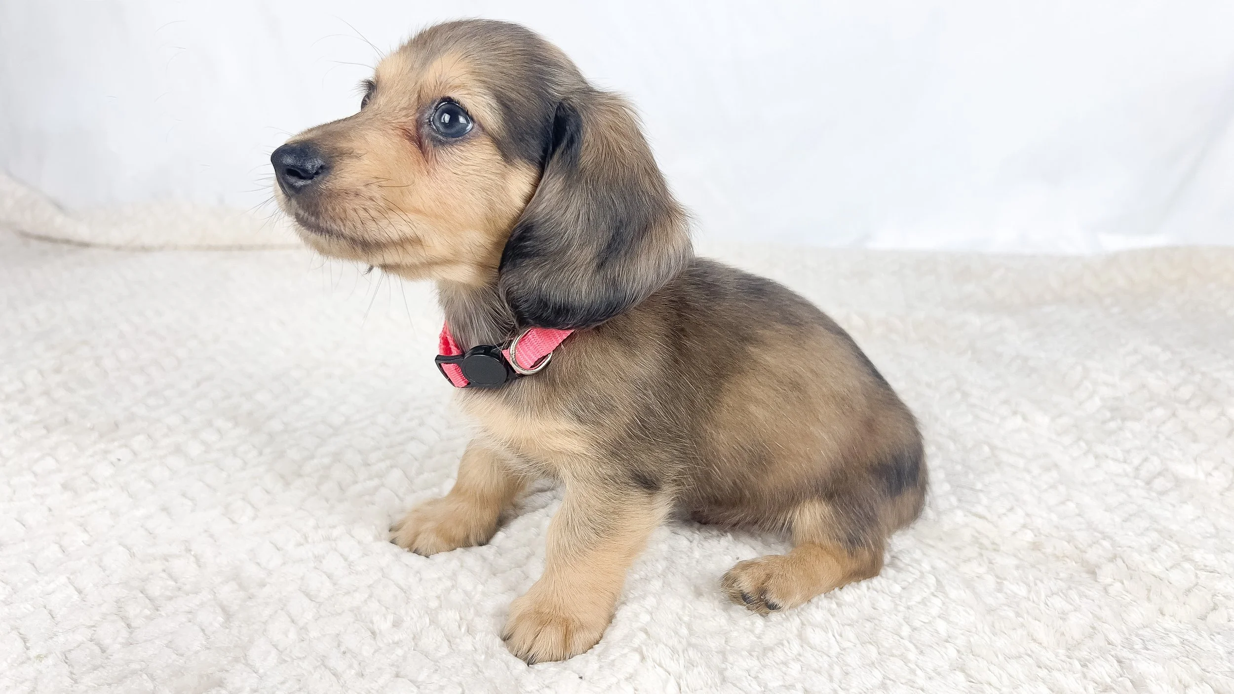 Cherry (RESERVED, longhaired boy)