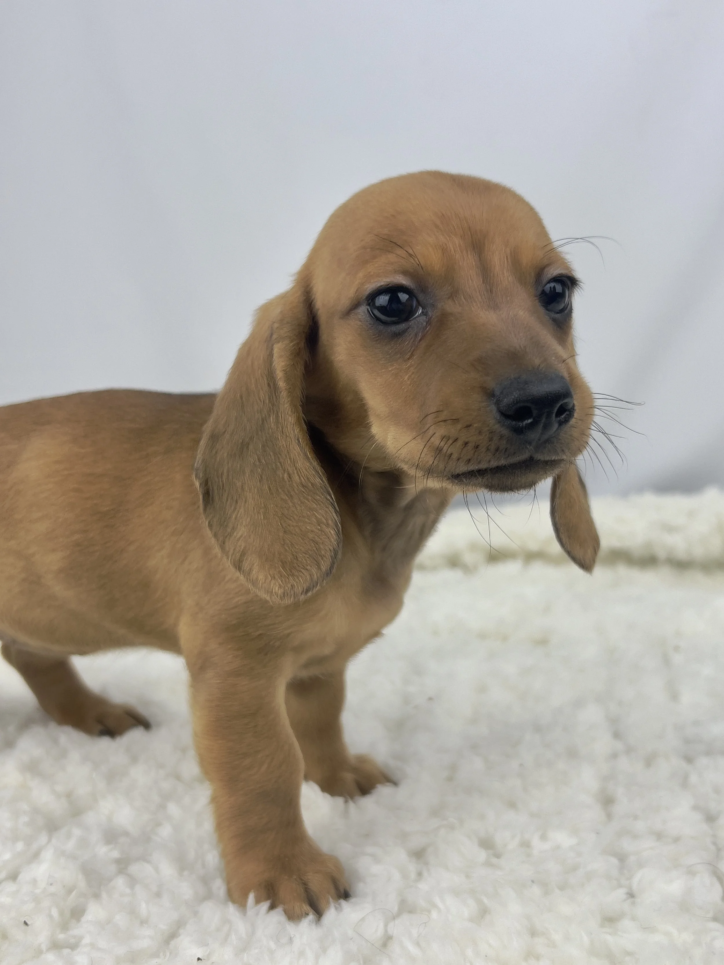 Apple Crisp (RESERVED, shorthaired girl)