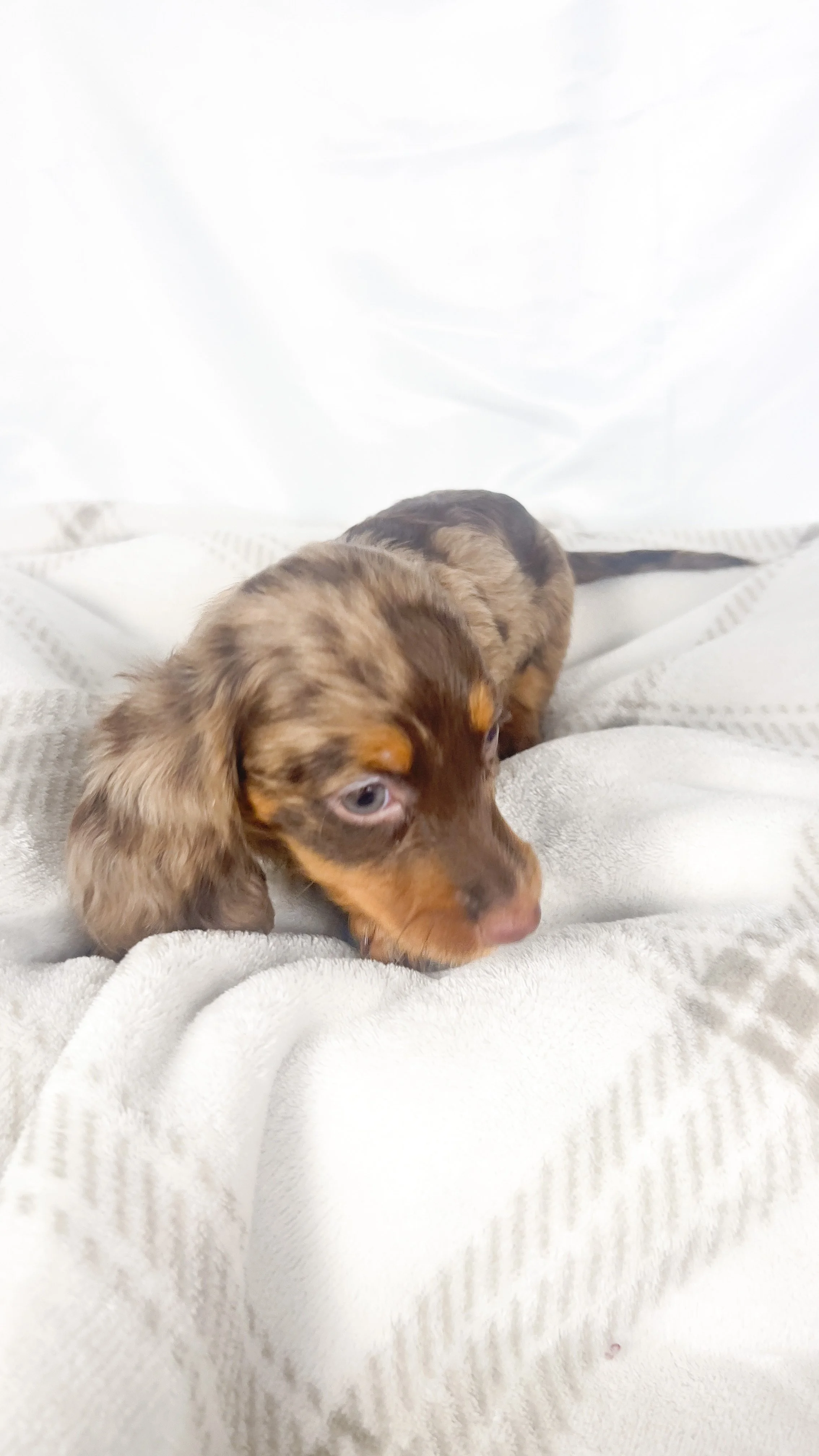 Taro (RESERVED, longhaired girl)