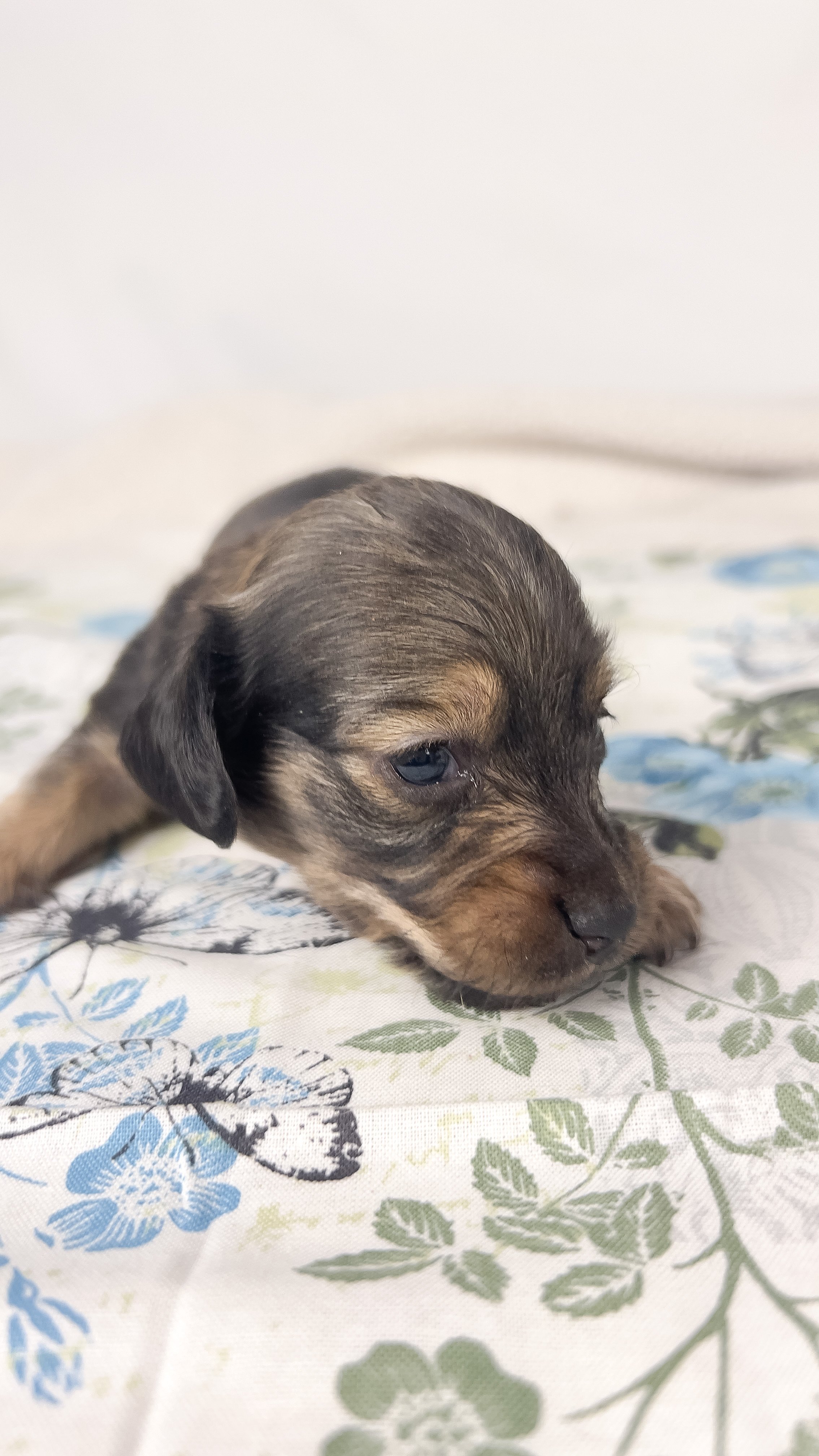 Slice (longhaired boy, $3000 with a $500 deposit towards total)