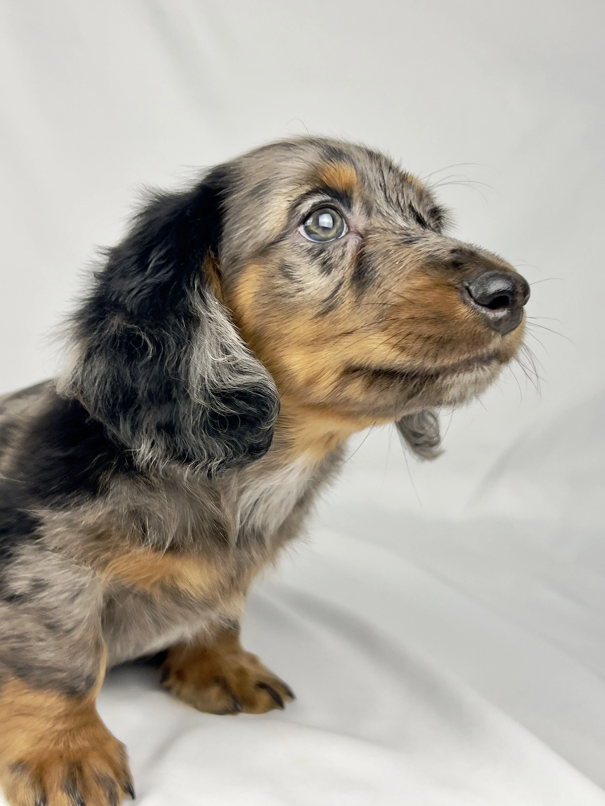 Cadbury aka Winston (RESERVED, longhaired boy)