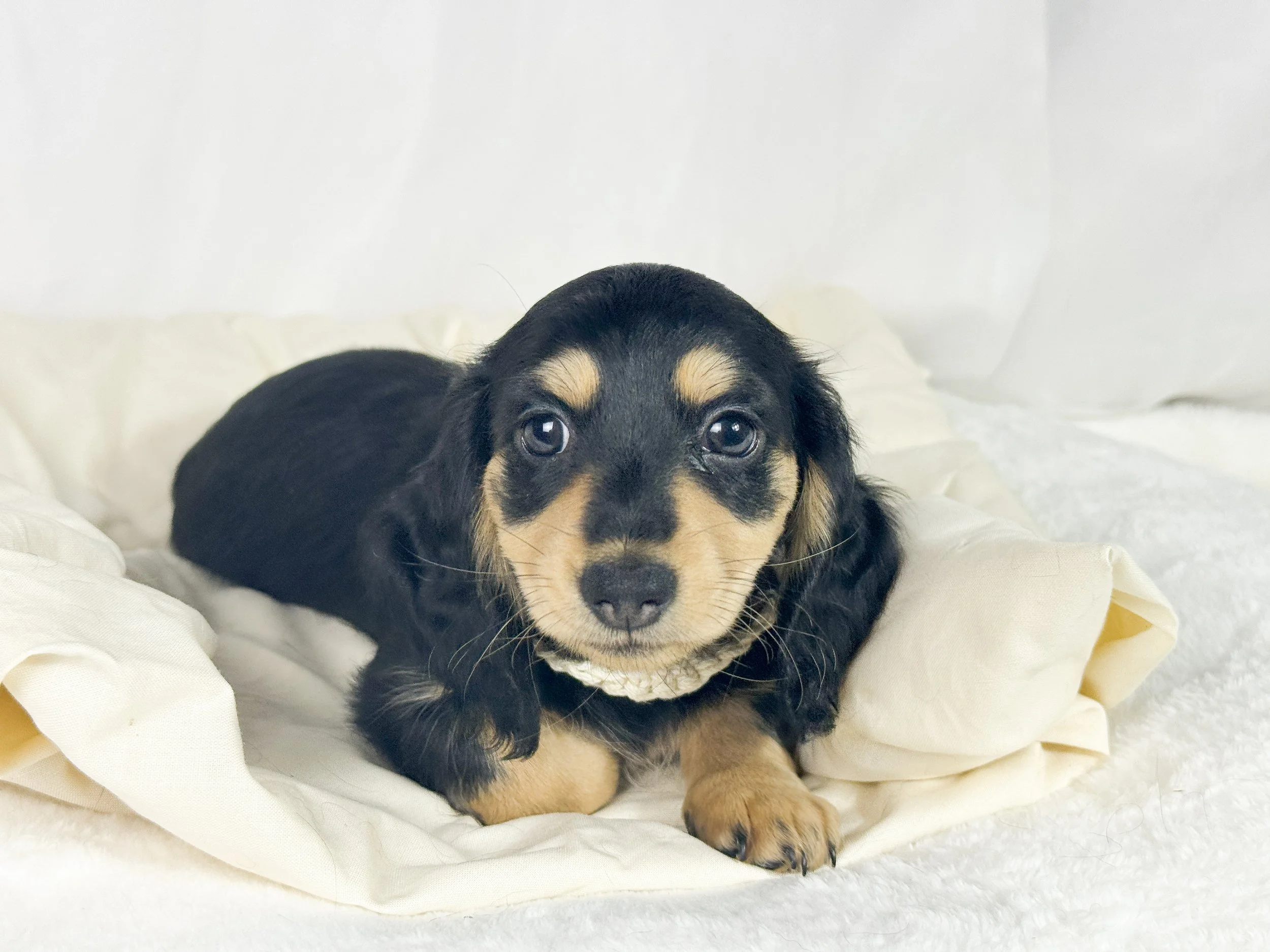 Salted Caramel Cream aka Ofi (RESERVED, longhaired girl)