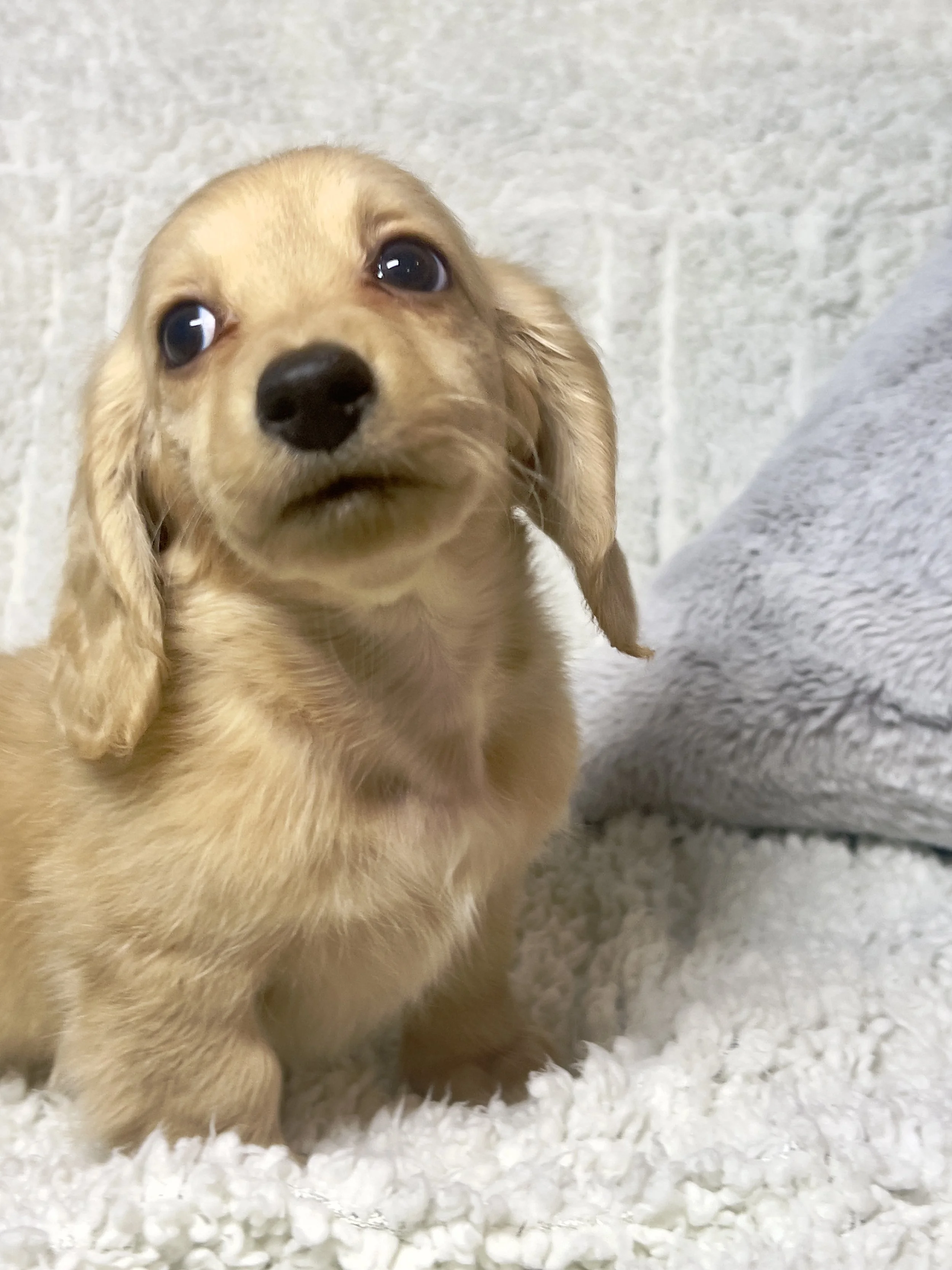 Sparkler aka Cannoli (RESERVED, longhaired boy)