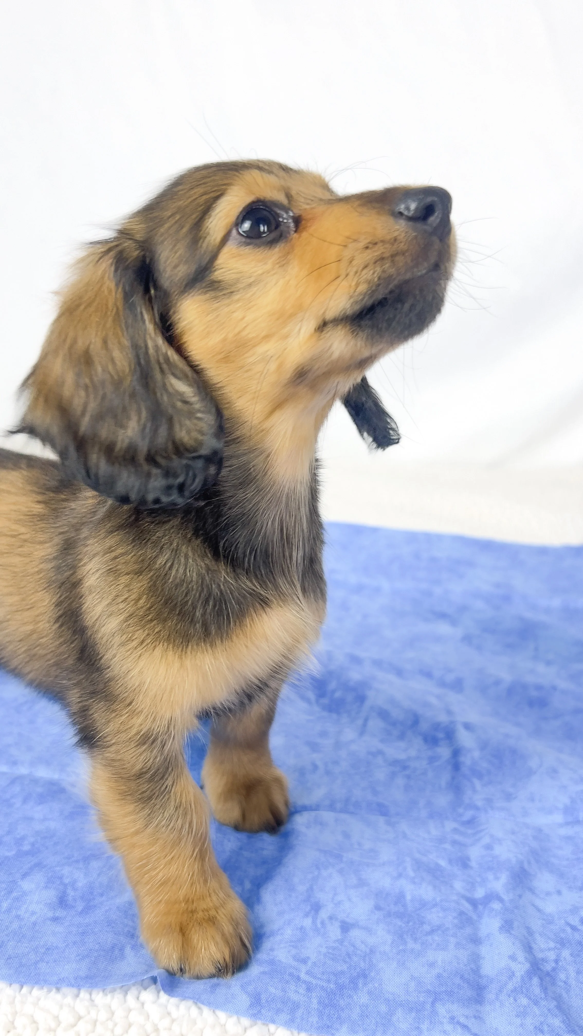 Whip cream (RESERVED, longhaired girl)