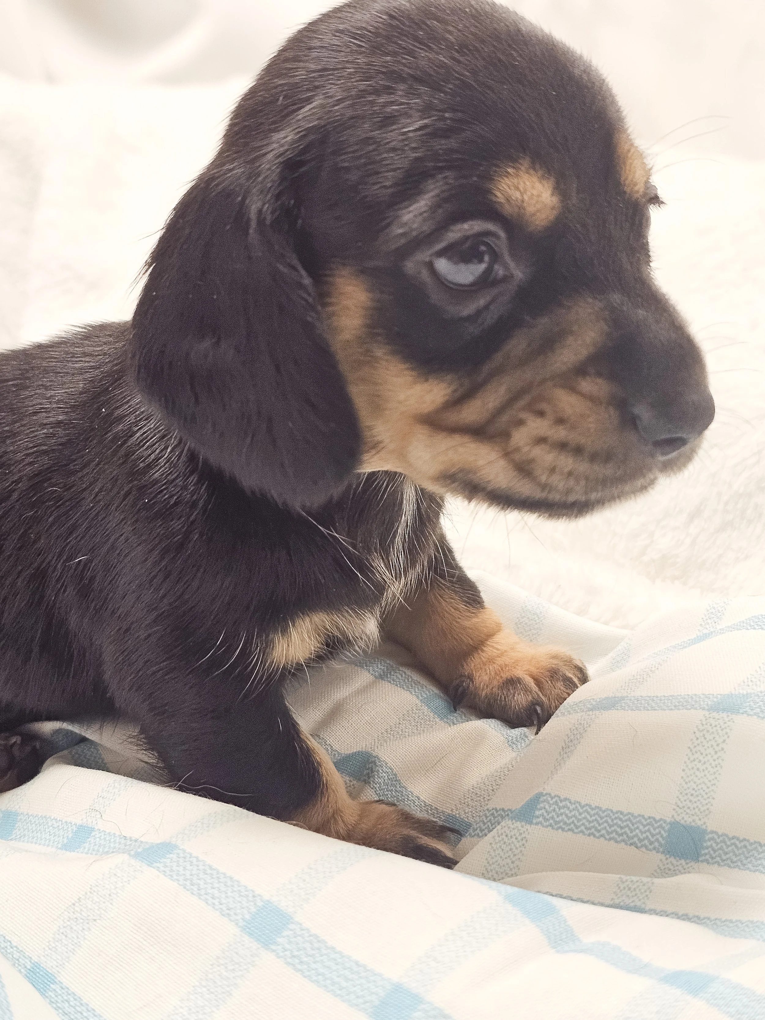 Flamin hot (shorthaired boy, $2000 with a $500 deposit towards total)