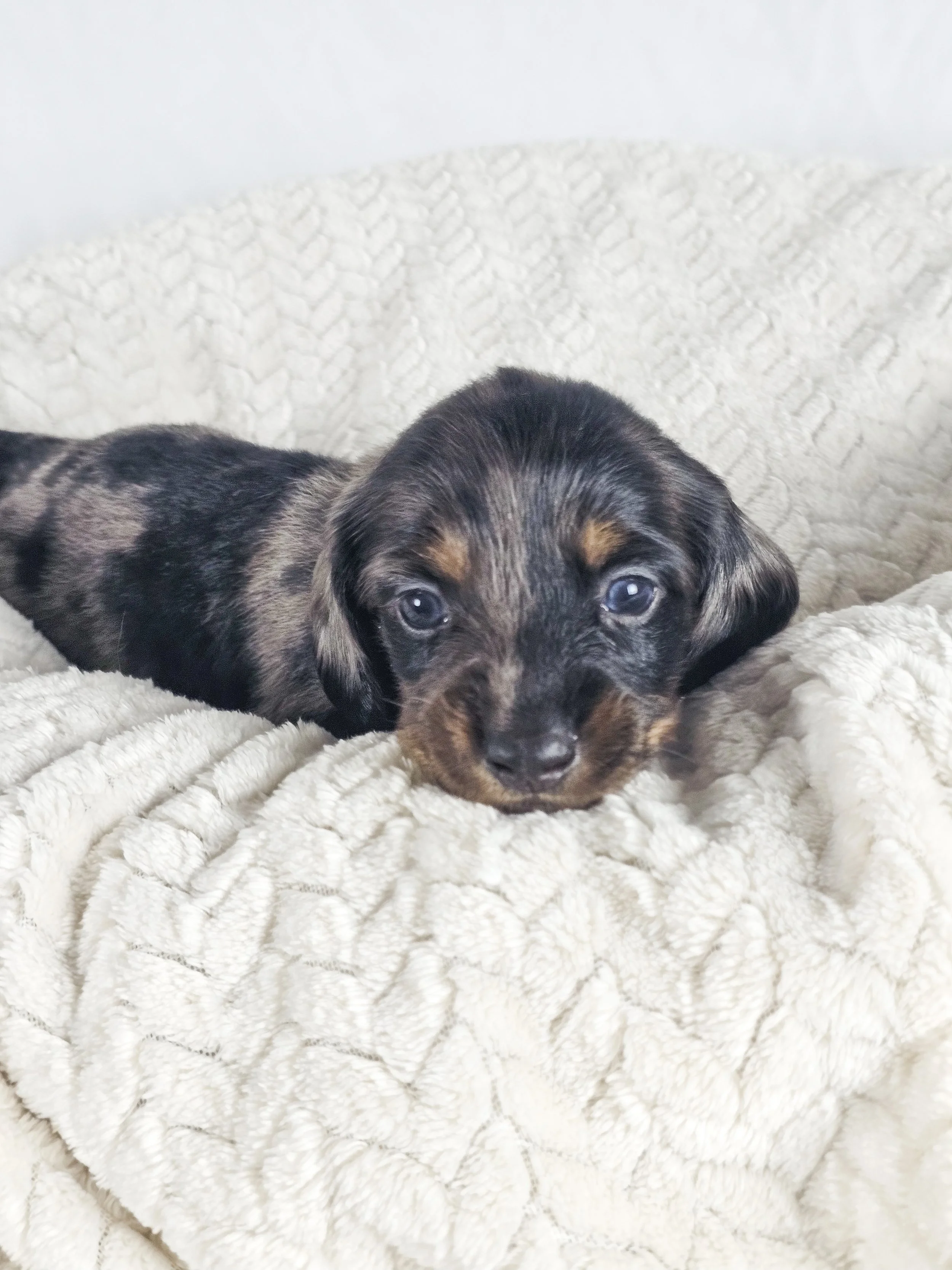 Honeydew (longhaired boy, $2500 with a $500 deposit towards total)