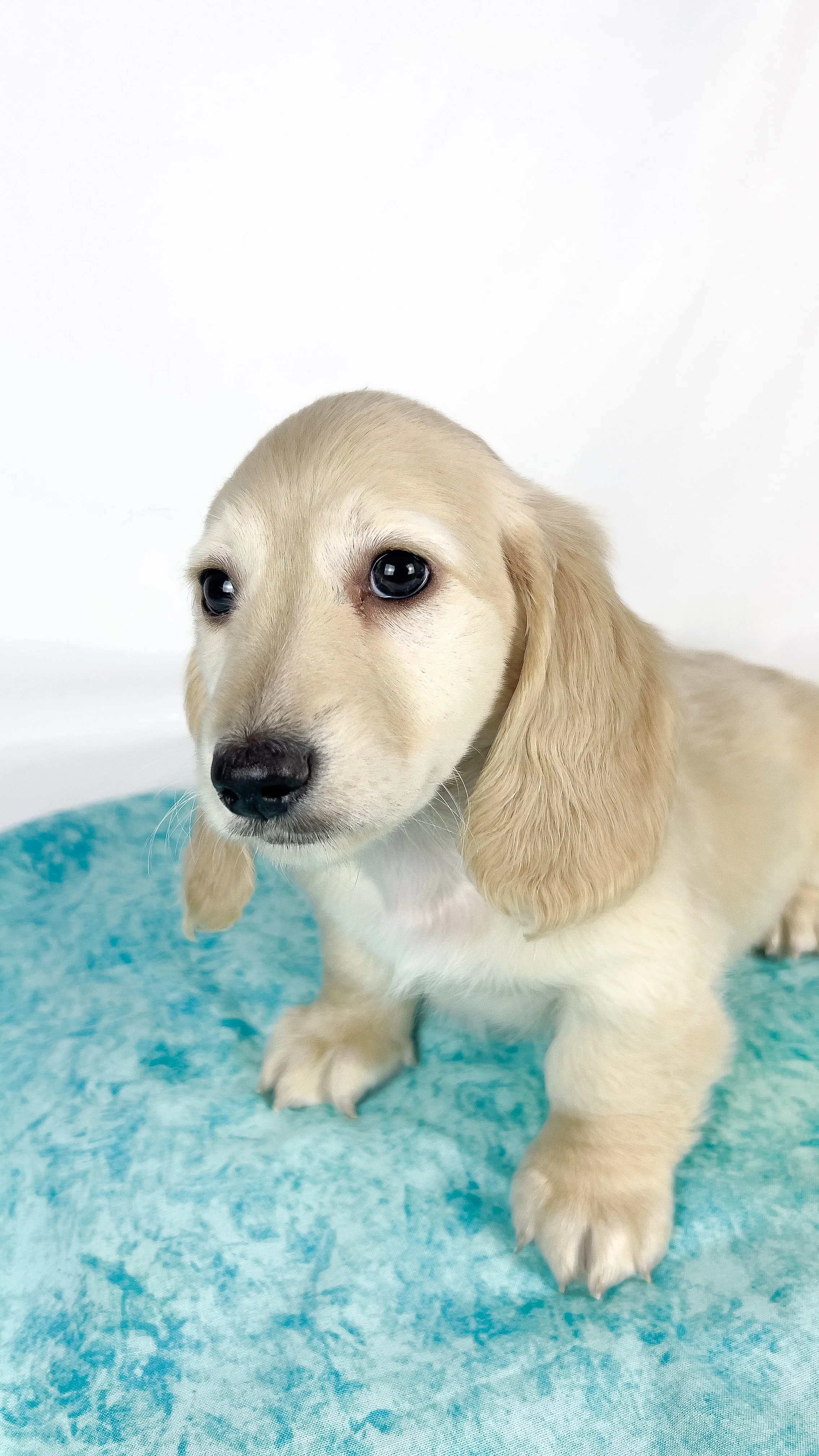 Parmesan aka Wally (RESERVED, longhaired boy)