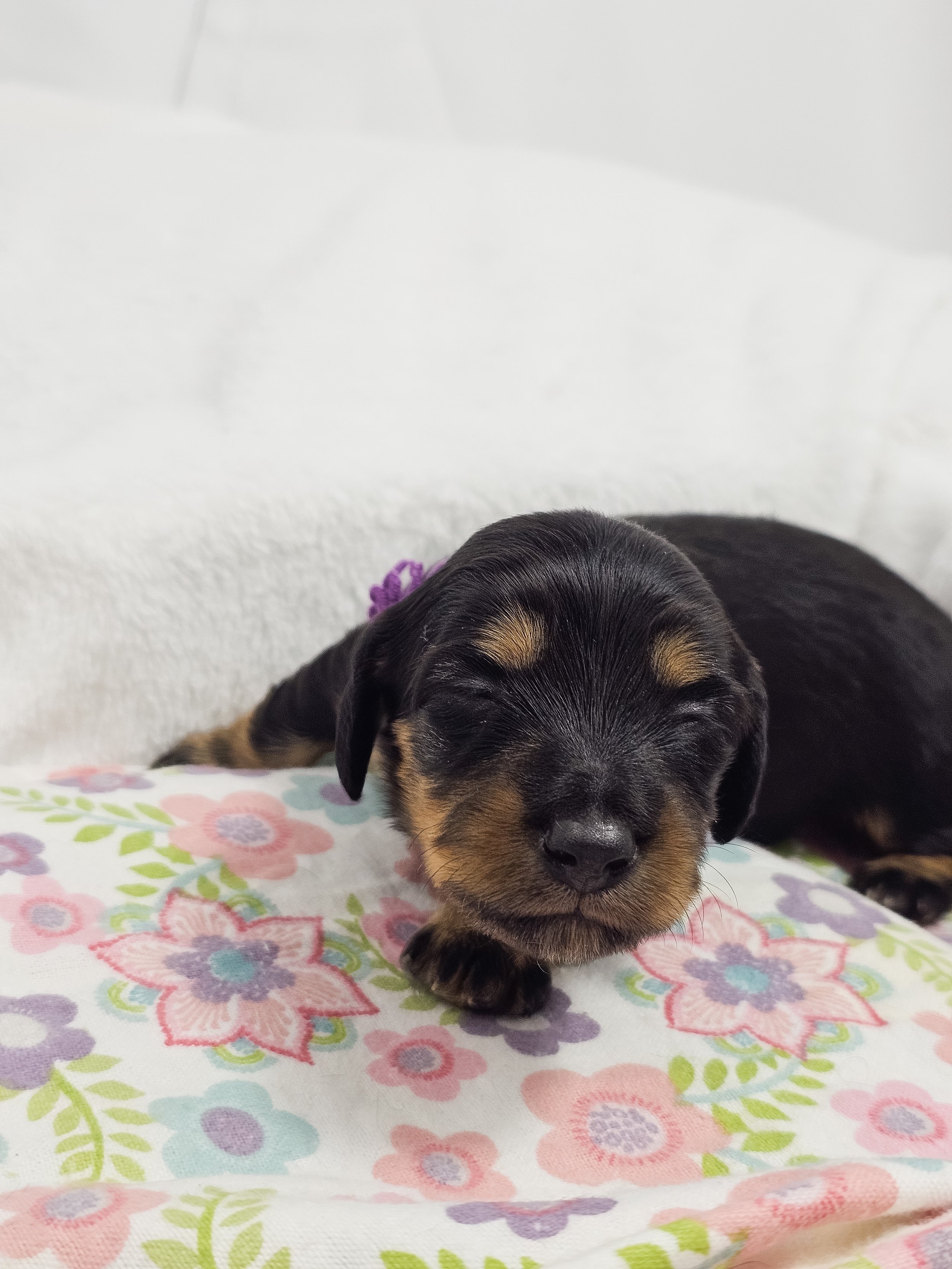 Shore (RESERVED, longhaired girl)