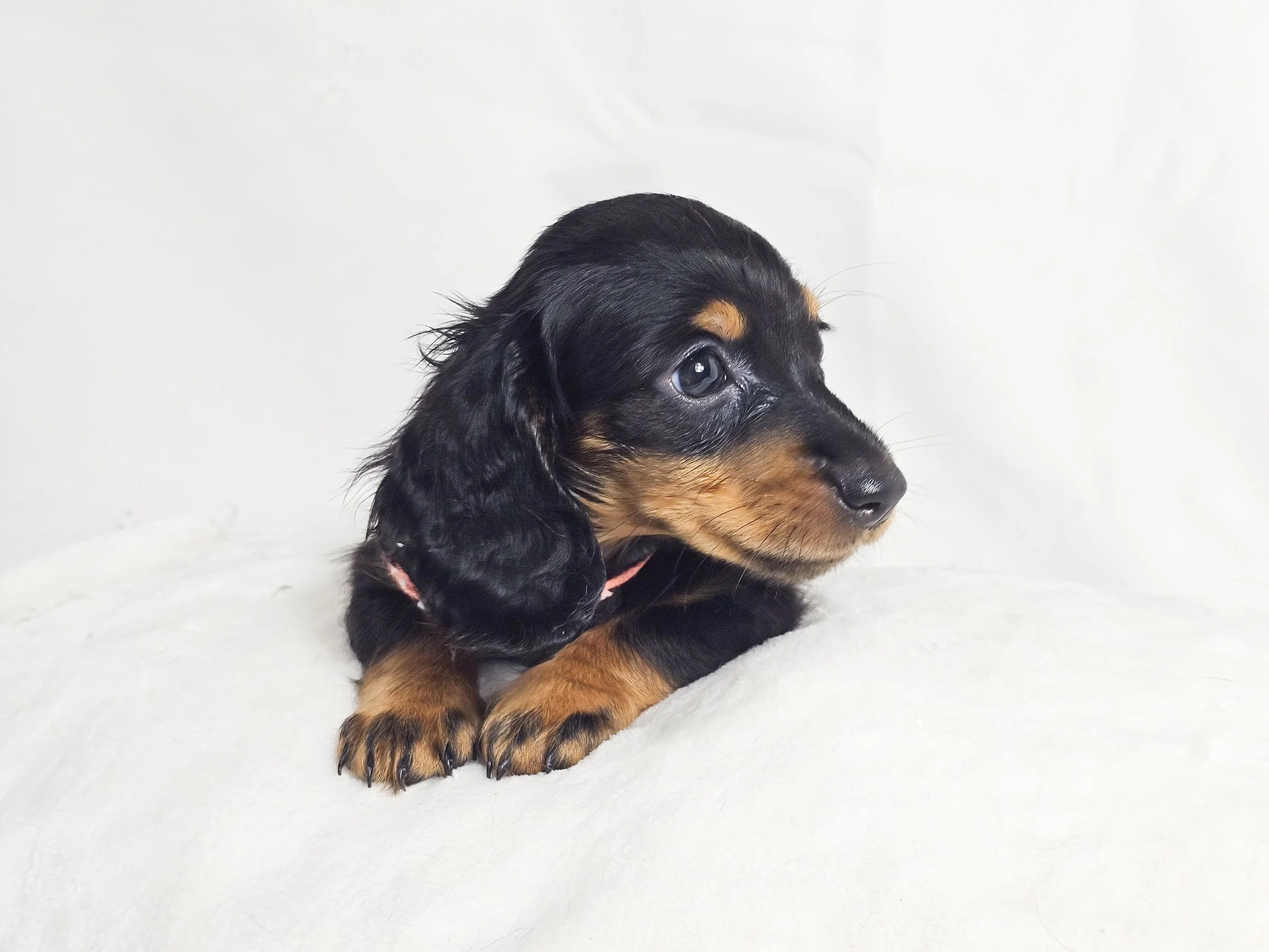 Berry (RESERVED, longhaired girl)
