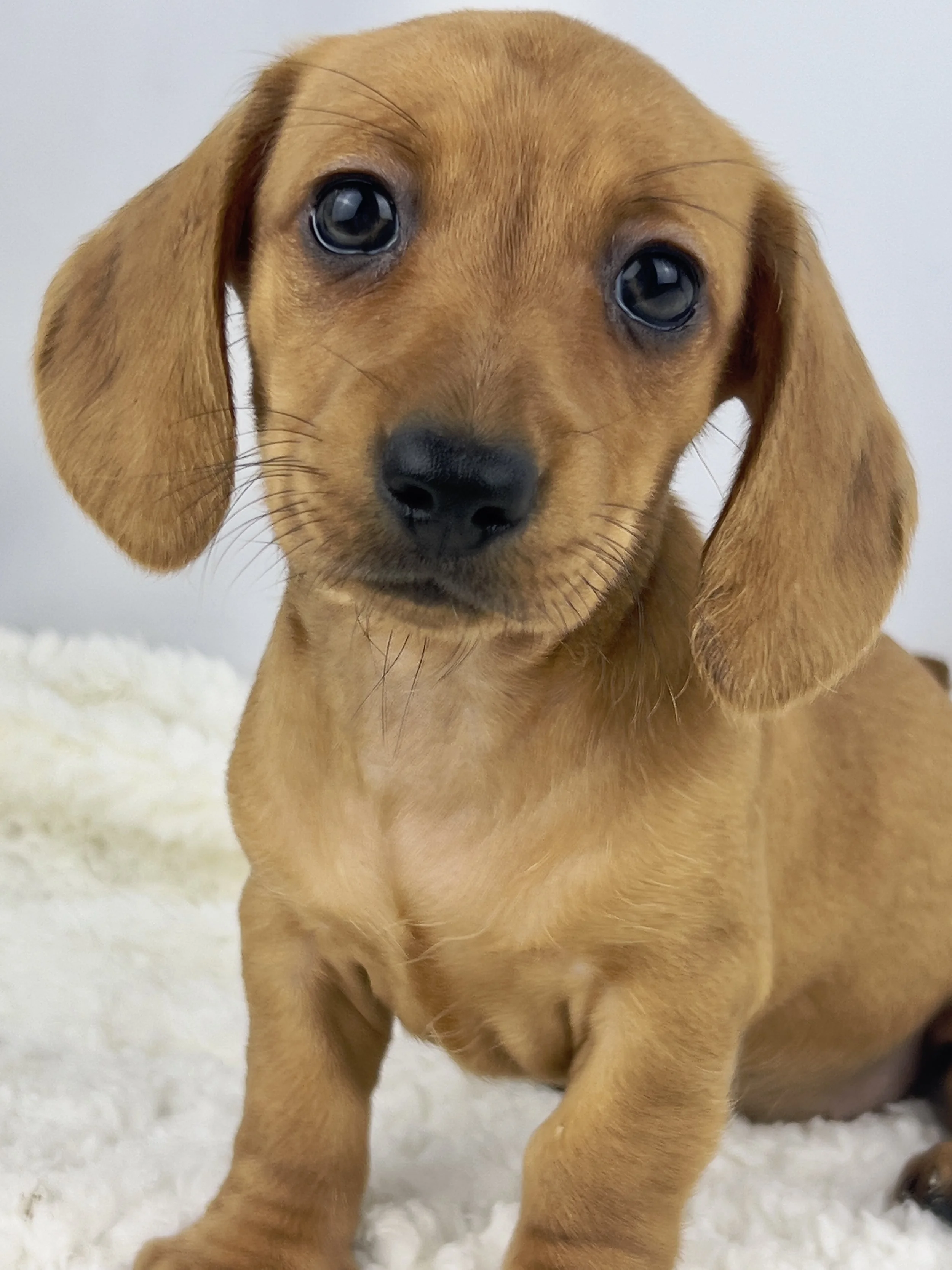 Cookie Butter (RESERVED, shorthaired girl)