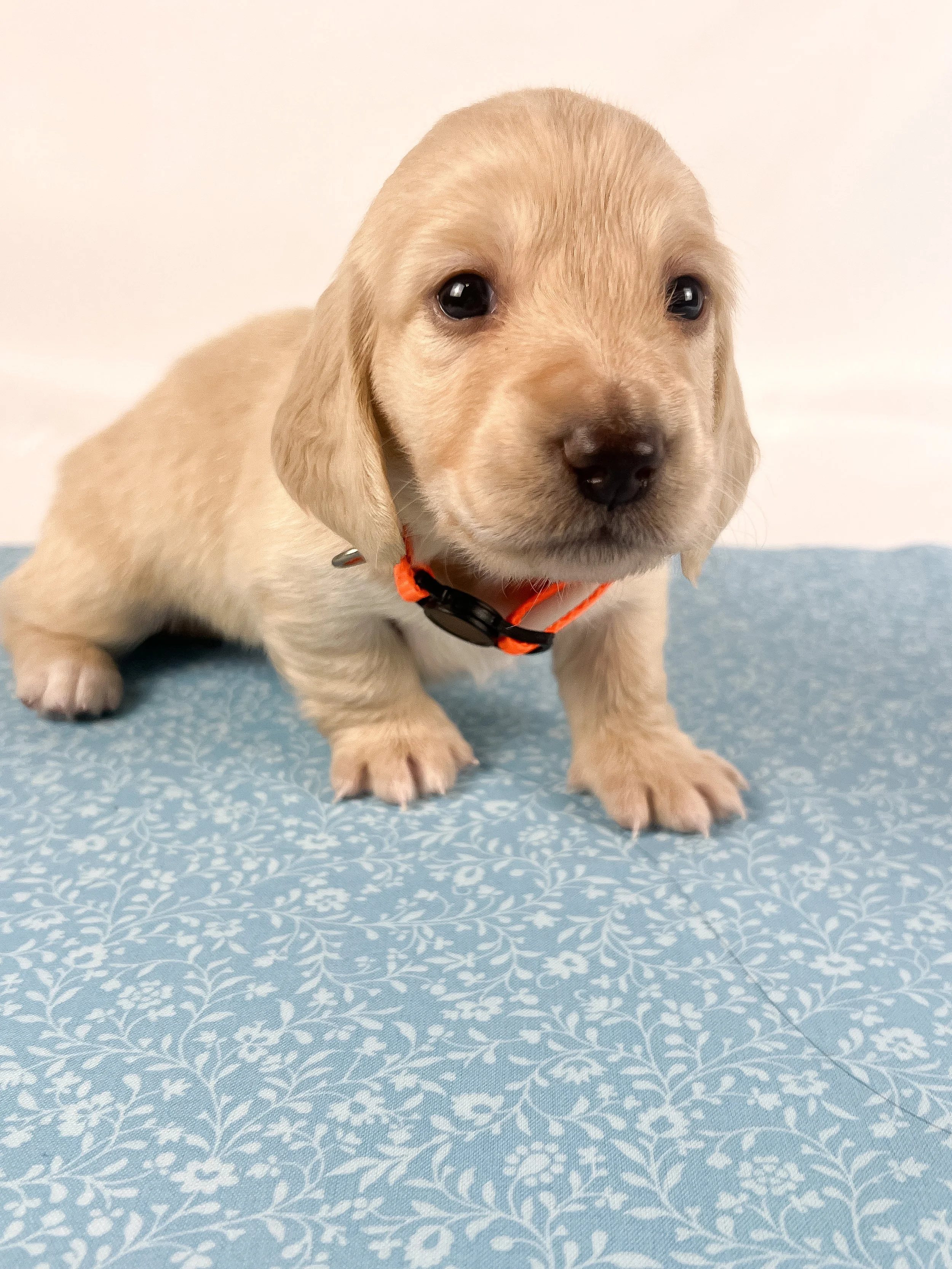 Cheddar aka Benson (RESERVED, longhaired boy)