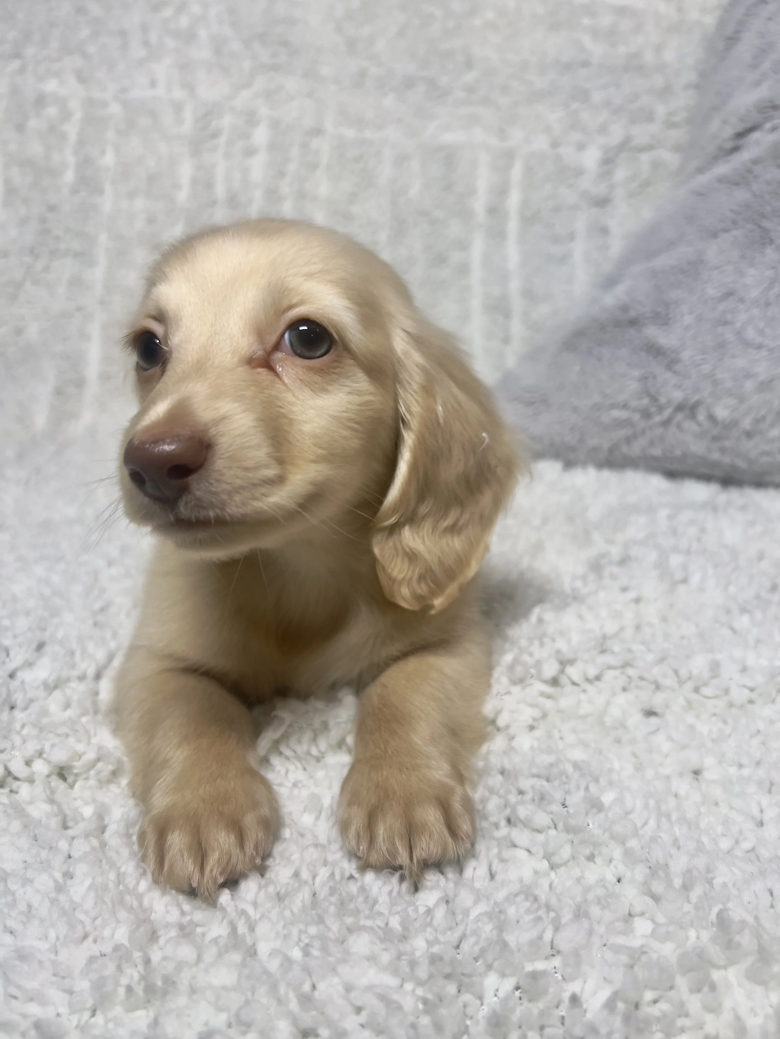 Fireworks aka Santi (RESERVED, longhaired boy)