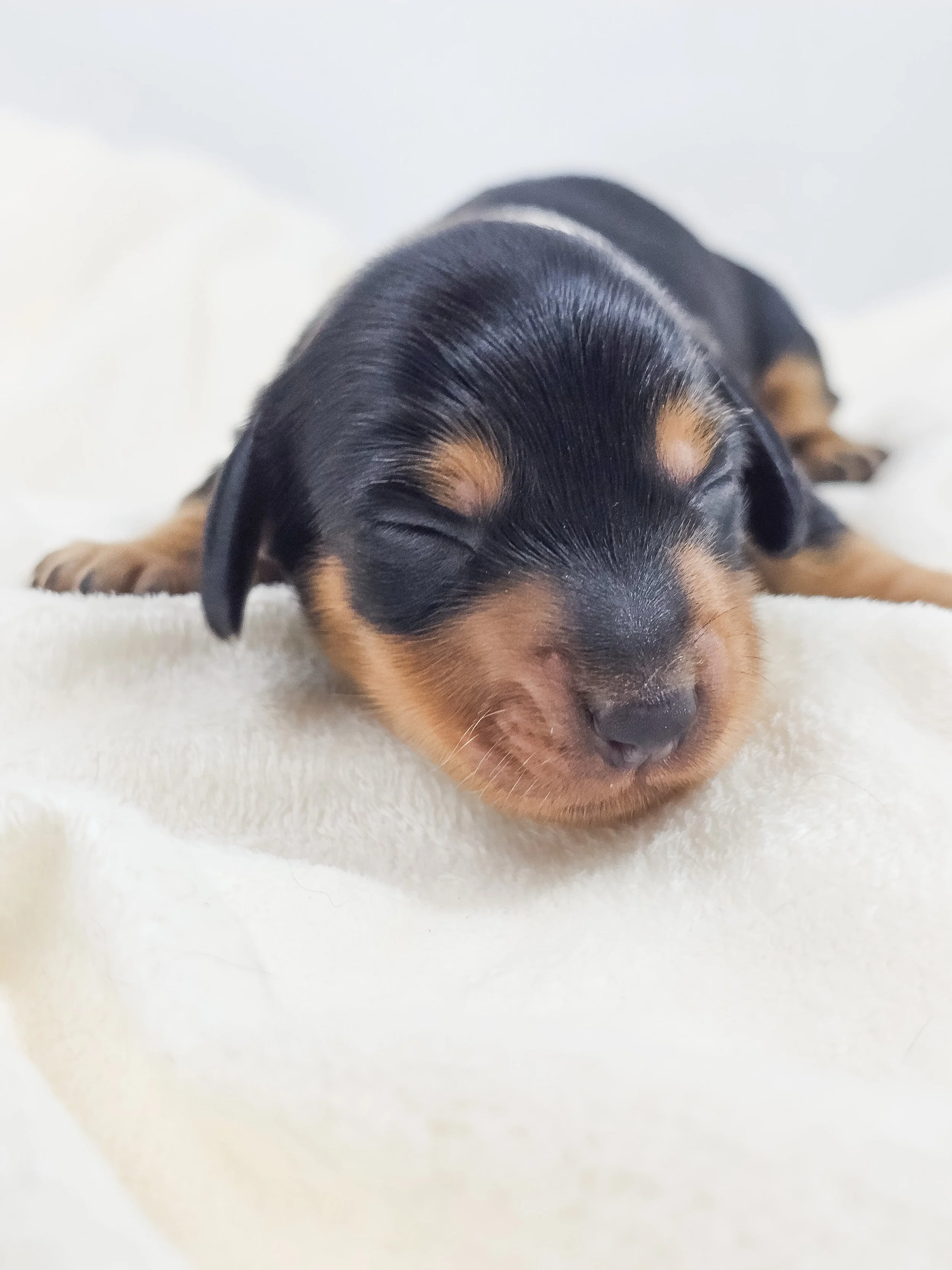 Cheese (longhaired boy, $3300 with a $500 deposit towards total)