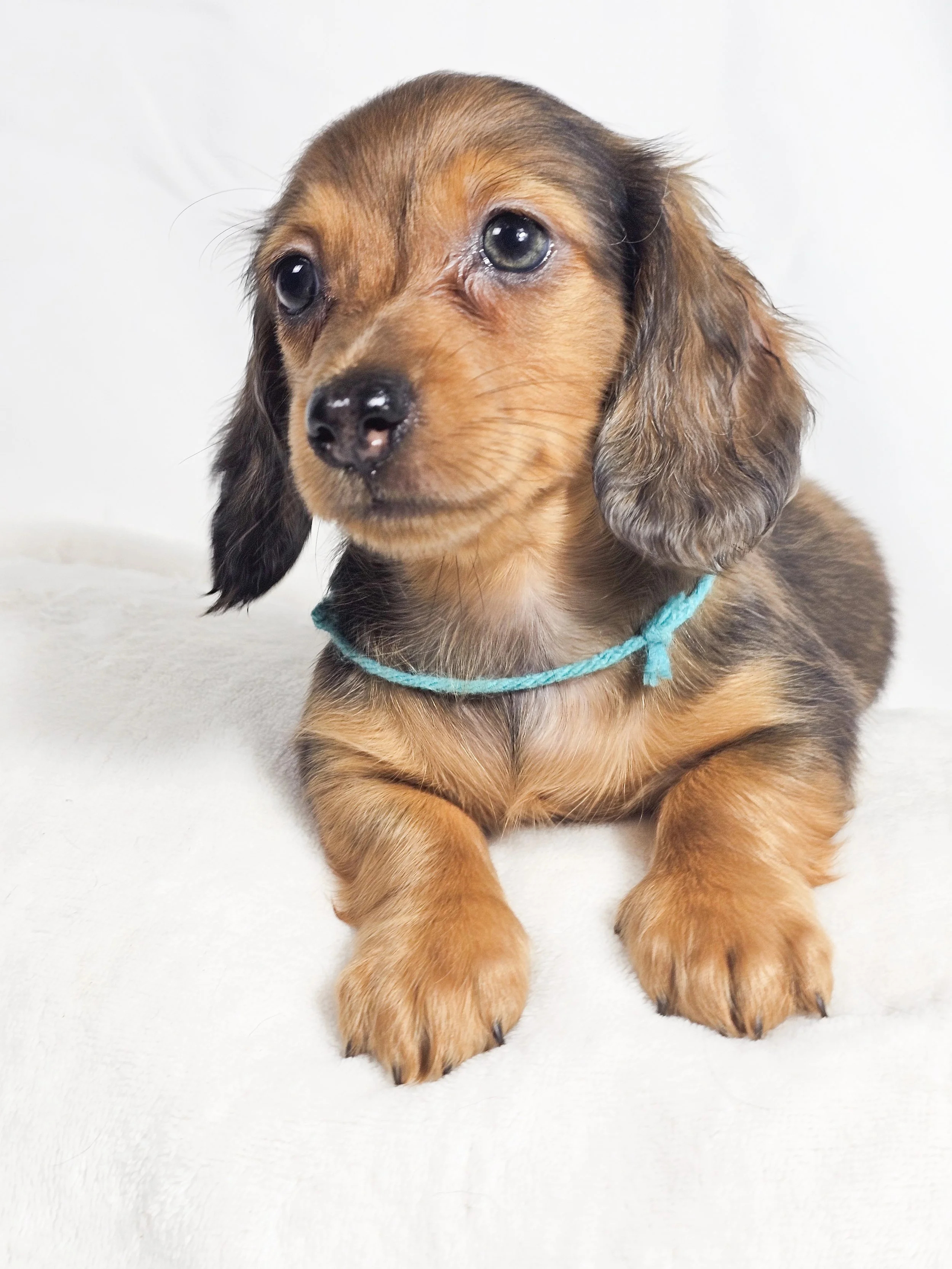 Fig (RESERVED, longhaired boy)