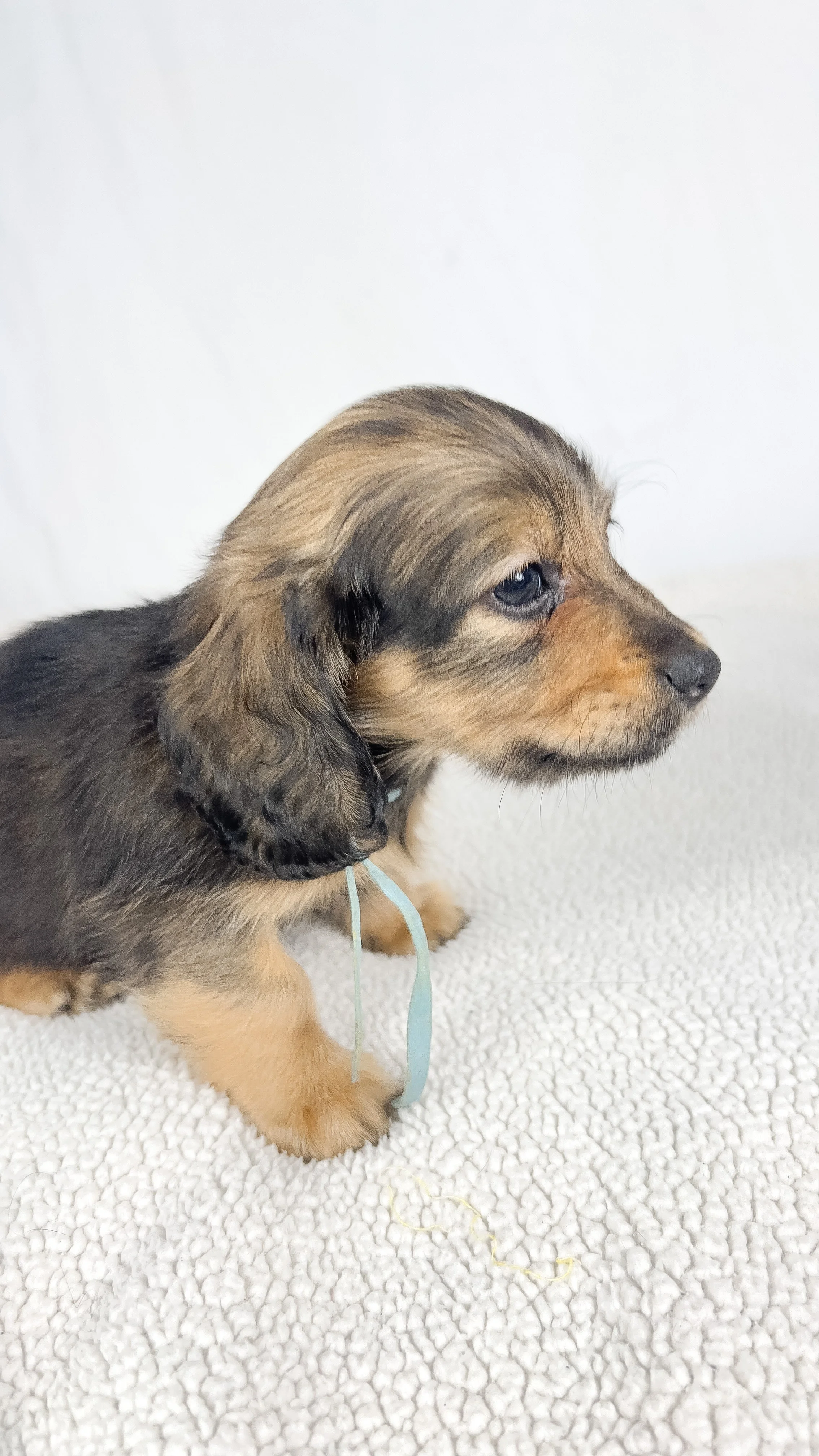 Coca-cola aka Walter (RESERVED, longhaired boy)