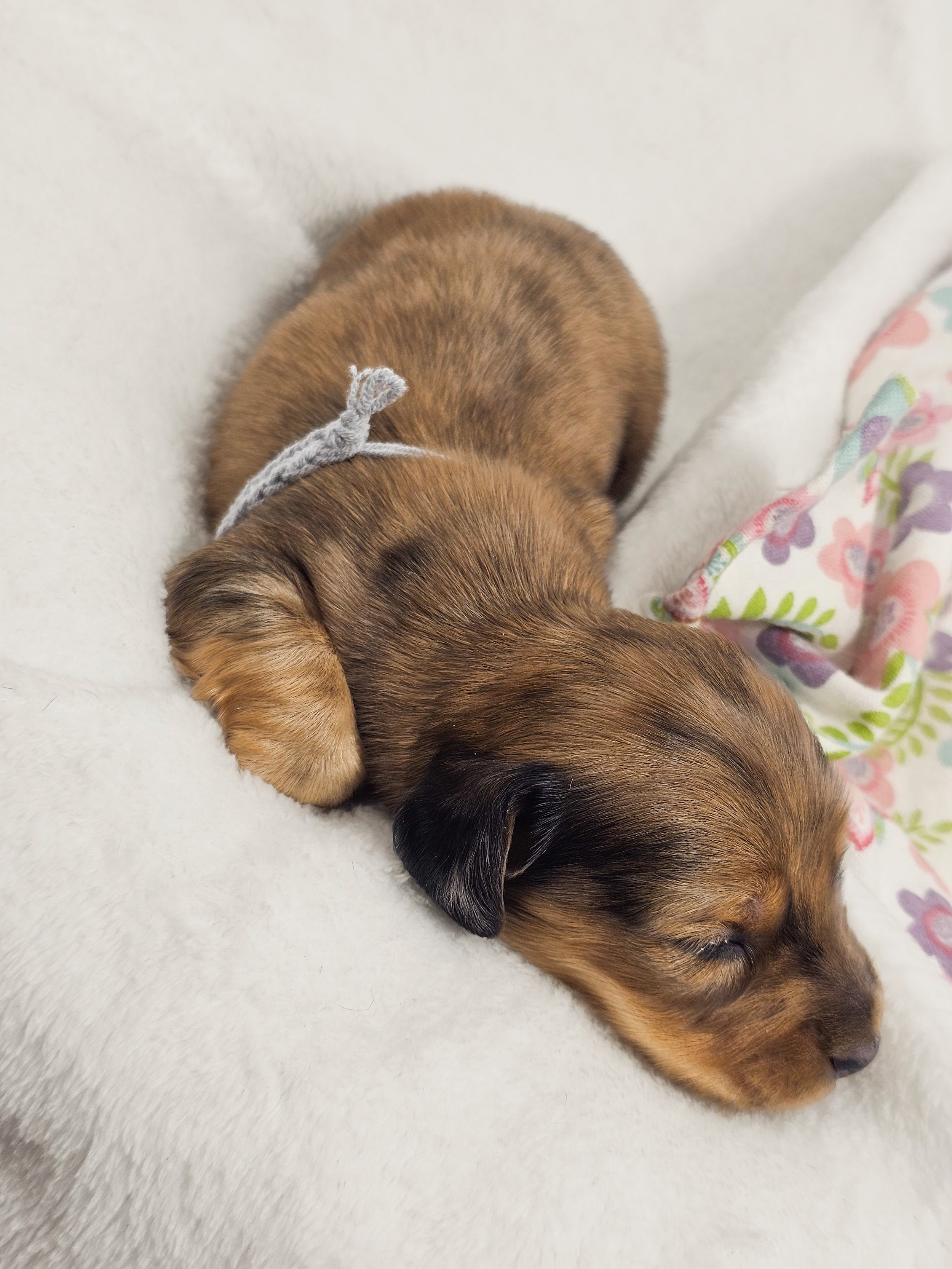 Shell (longhaired boy, $4000 with a $500 deposit towards total)