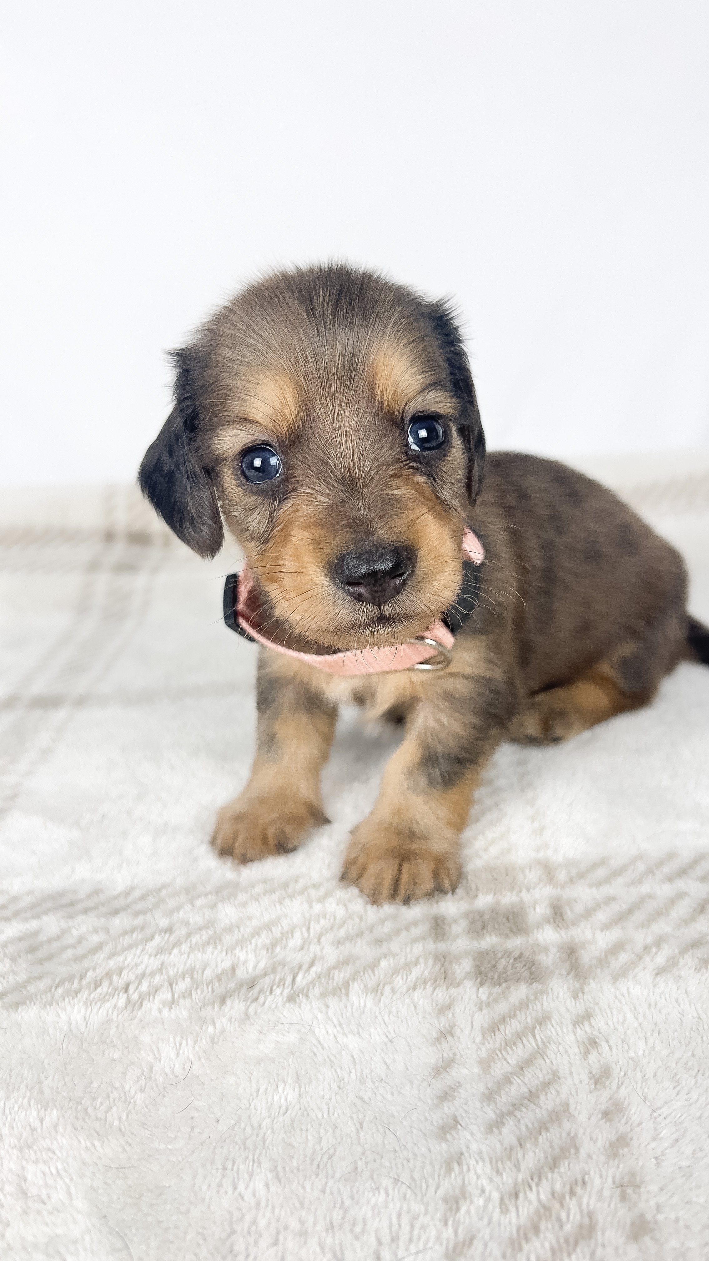 Cherry (longhaired boy, $3000 with a $500 deposit towards total)