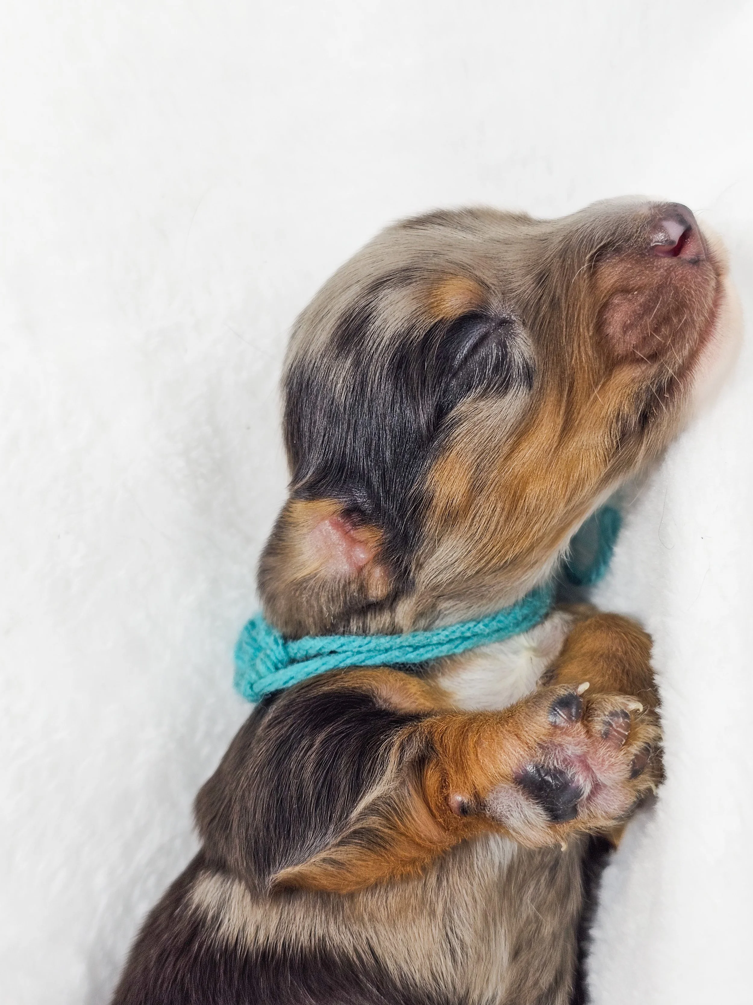 Tulip (RESERVED, longhaired girl)