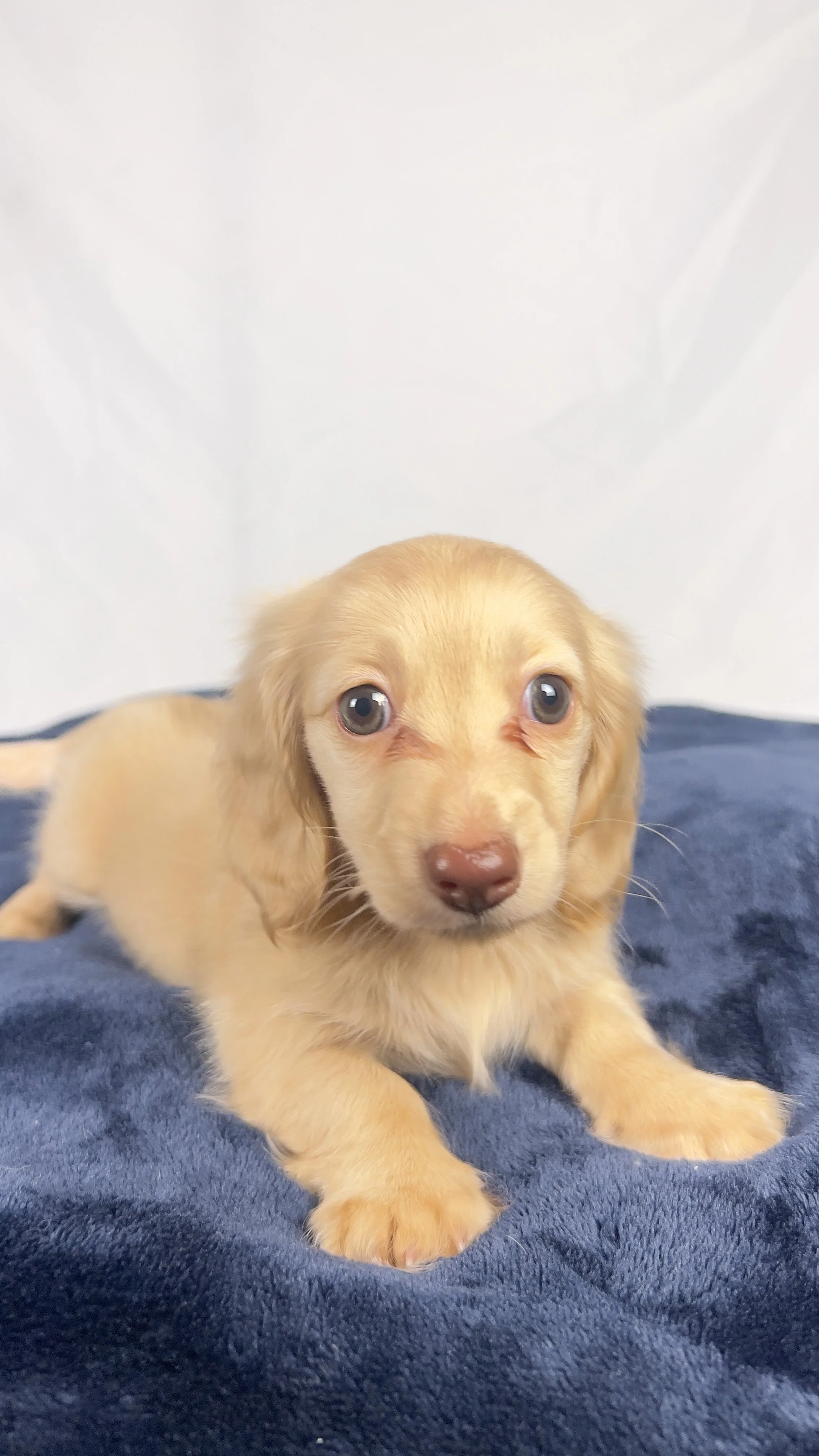 Vanilla (RESERVED, longhaired girl)