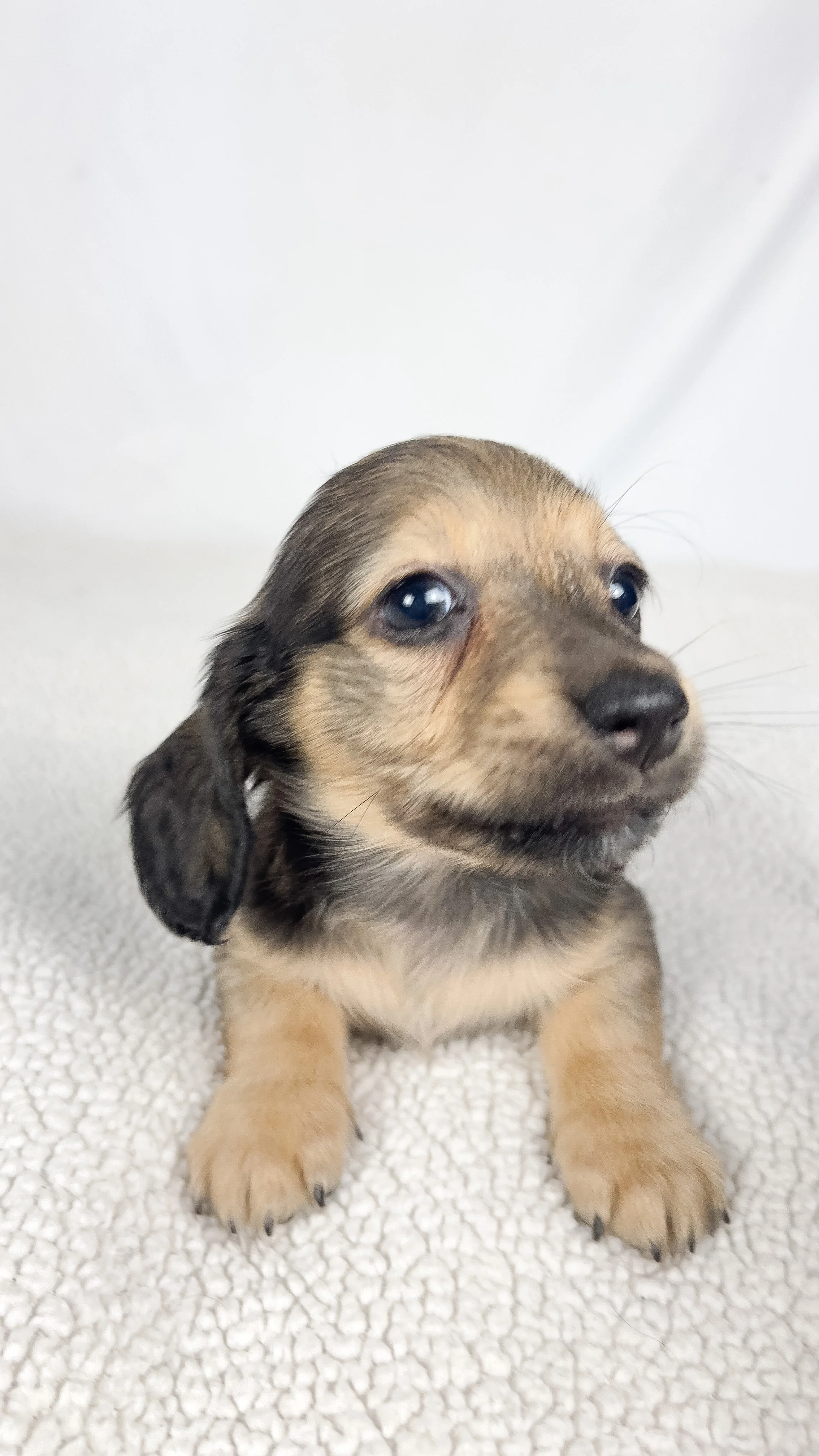 Slice (longhaired boy, $3000 with a $500 deposit towards total)