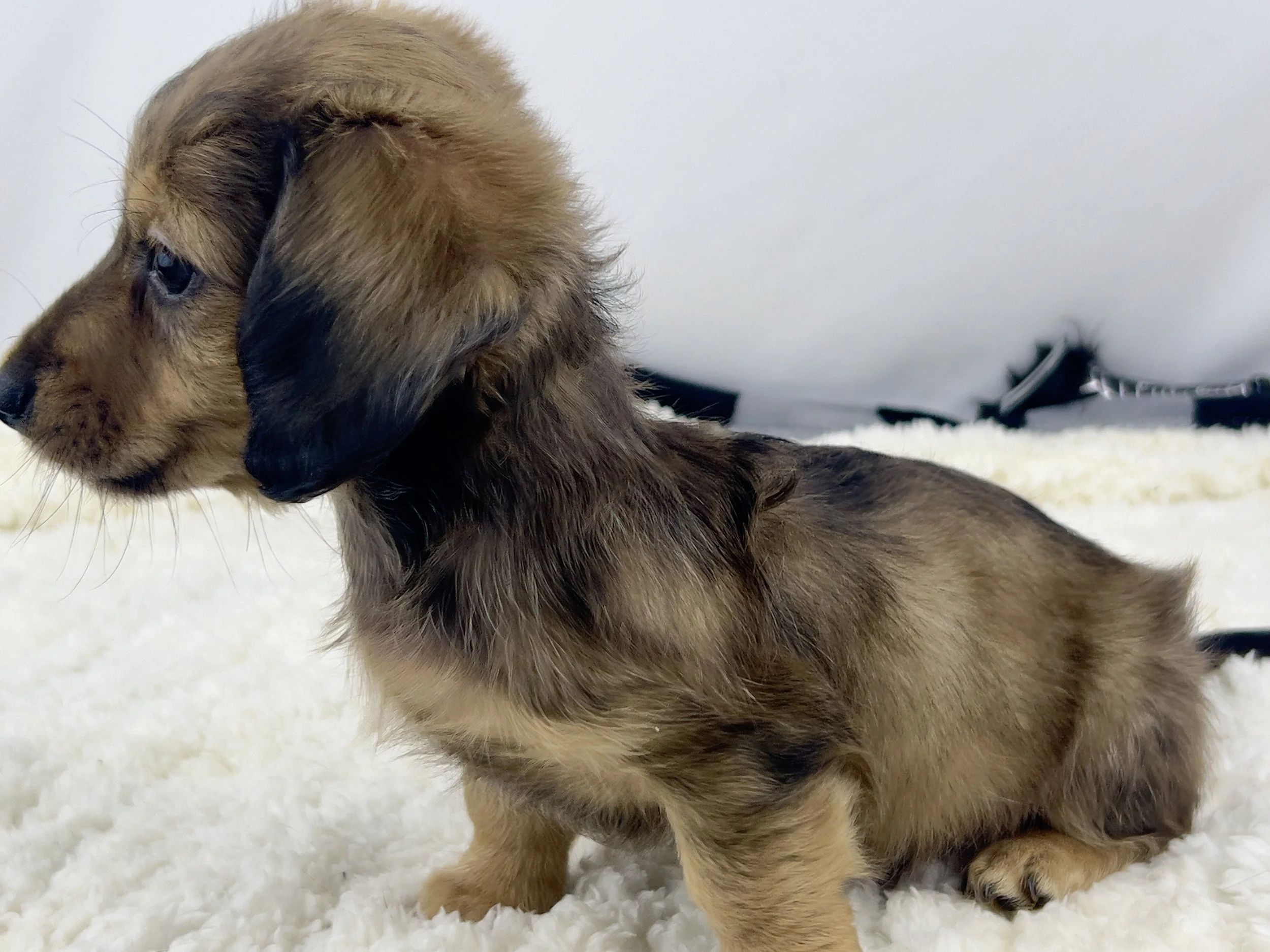 Pumpkin Brûlée aka Whiskey (RESEVED, longhaired boy)