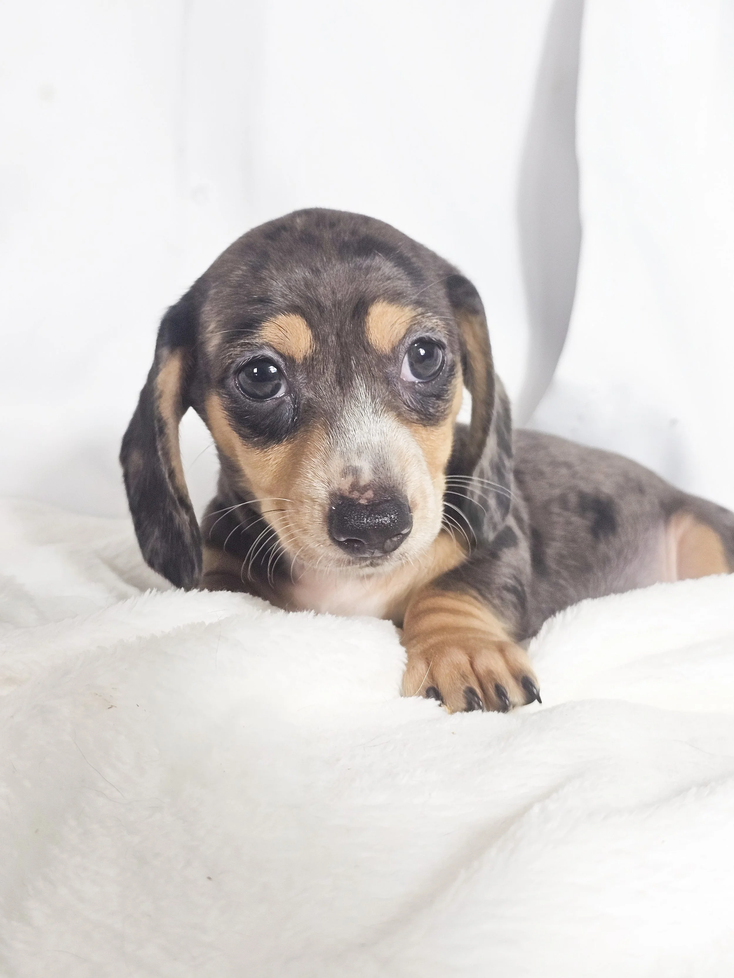 Chili cheese (RESERVED, shorthaired boy)