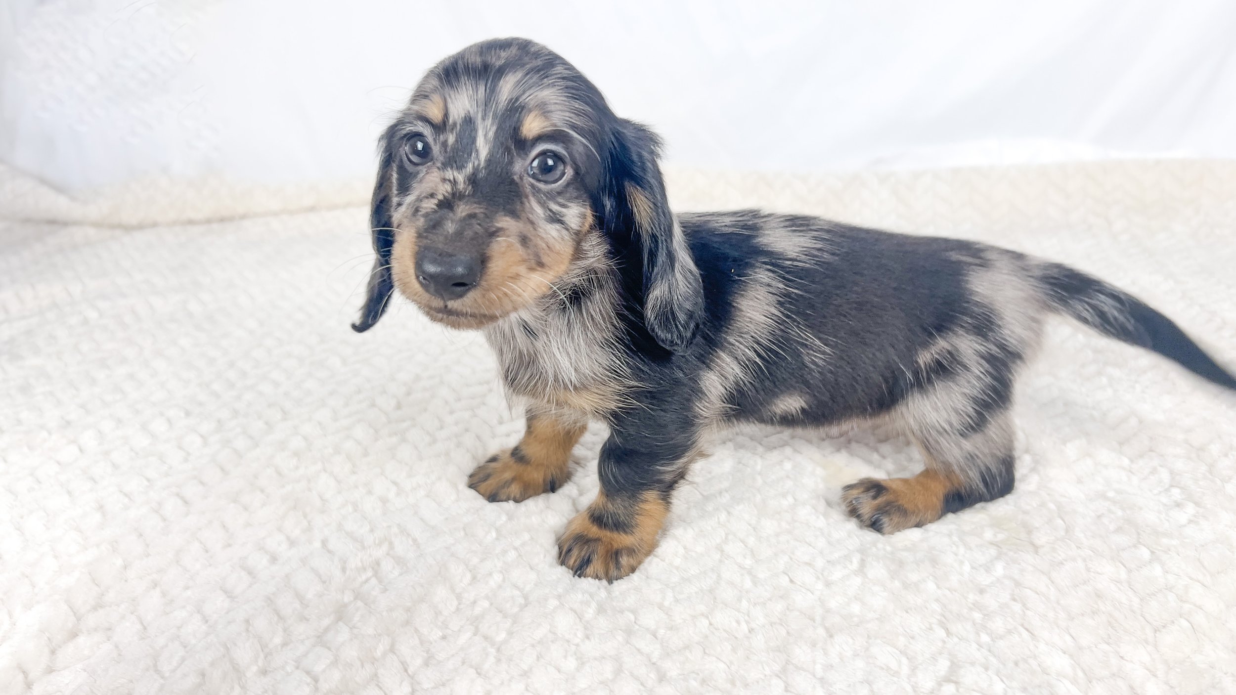 Strawberry aka Tank (RESERVED, longhaired boy)