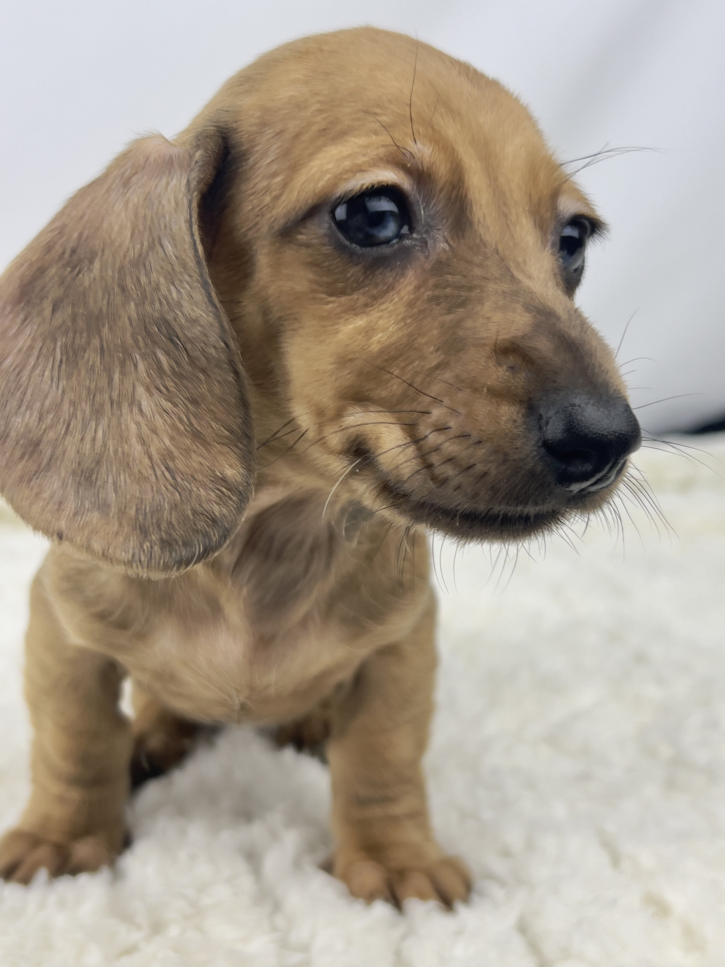 Pumpkin Spice aka Ohana (RESERVED, shorthaired girl)