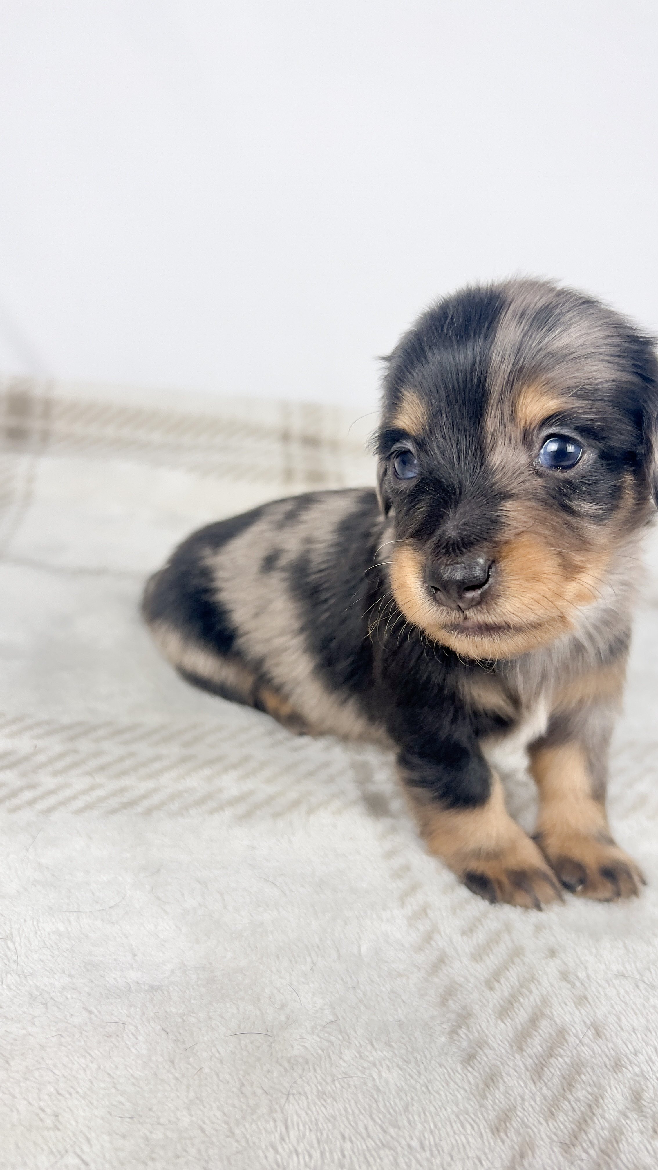 Chocolate aka Frankie (RESERVED, longhaired boy)