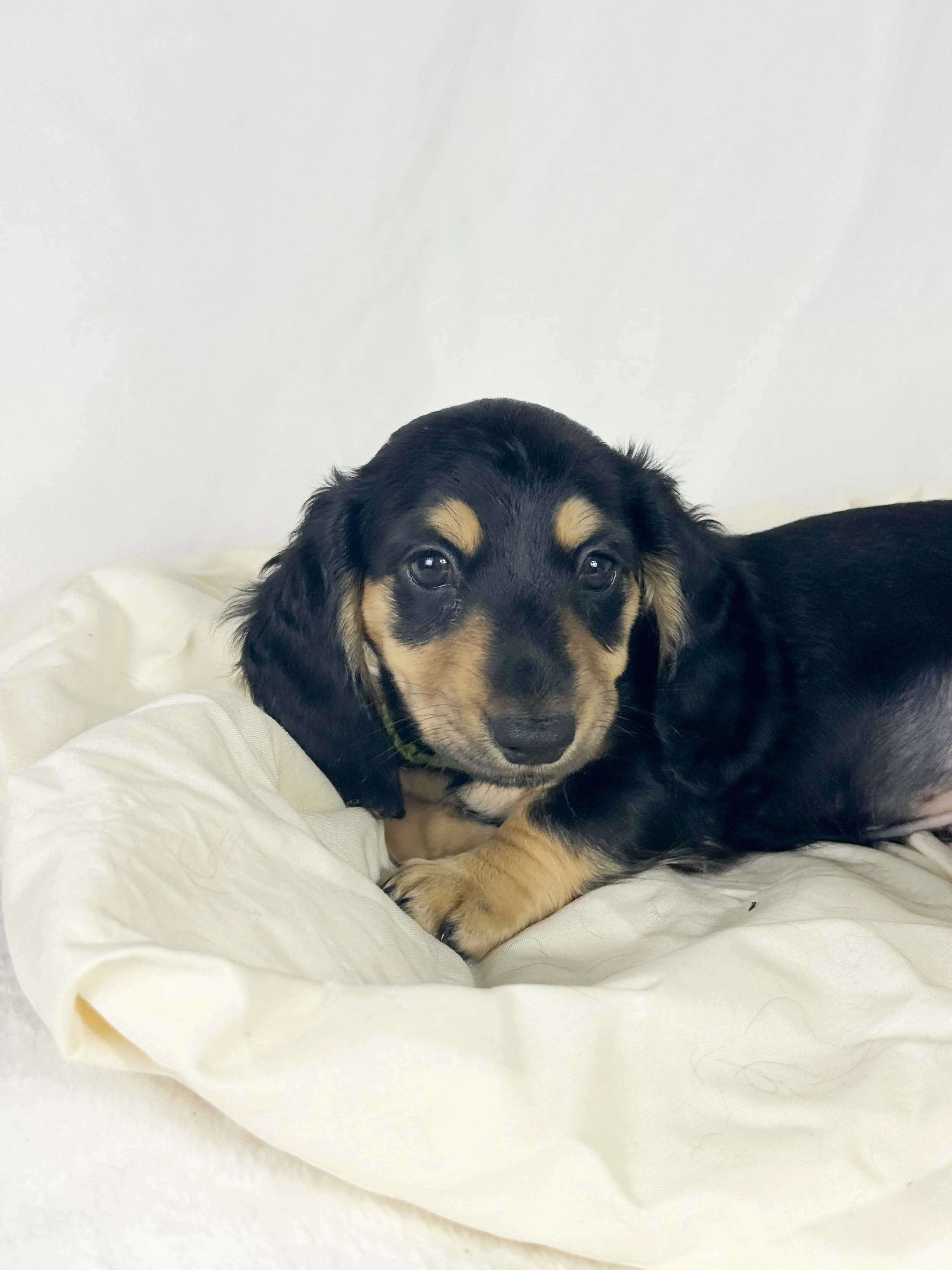 Pistachio Cream (RESERVED, longhaired girl)
