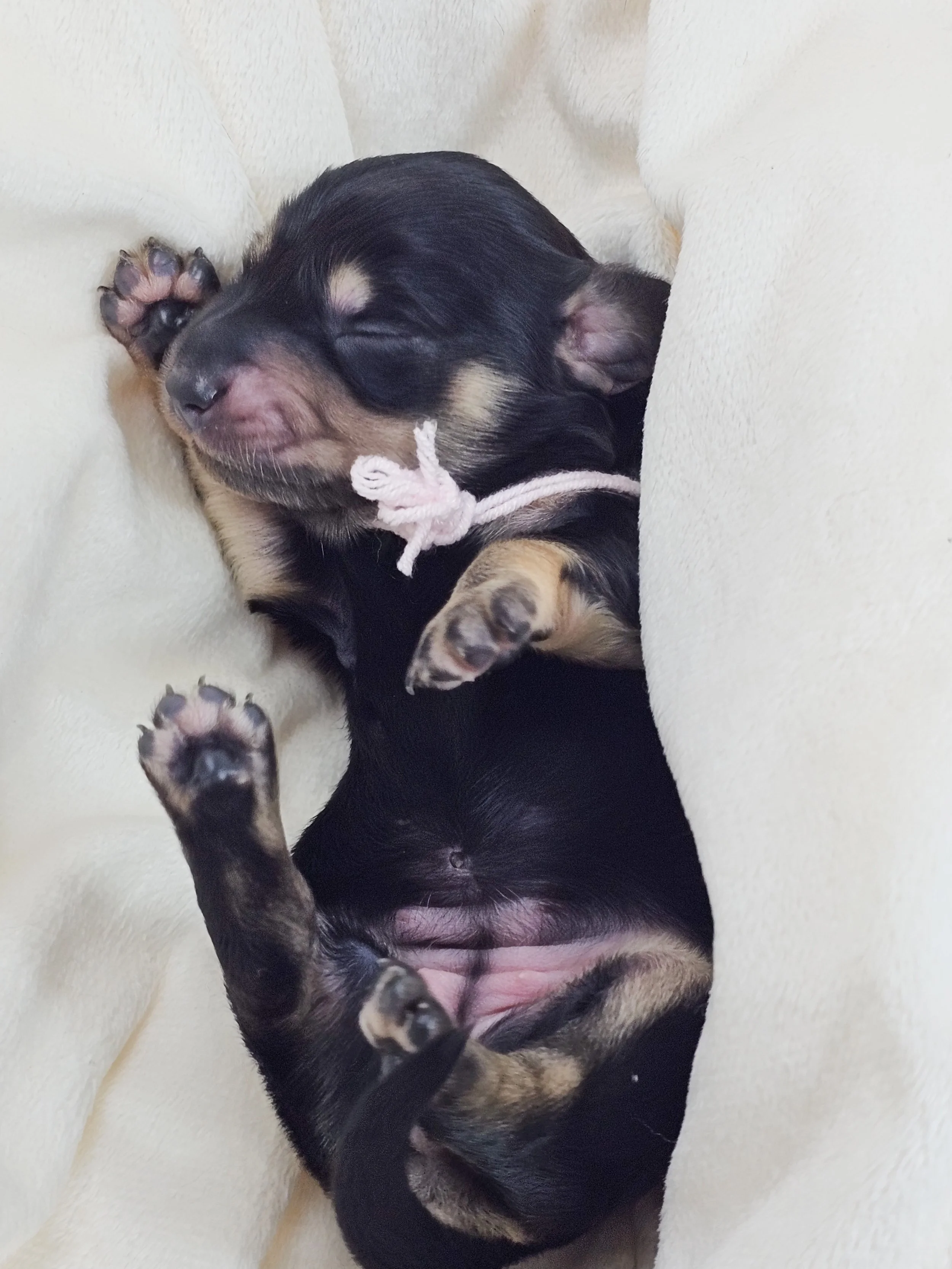 Bun (longhaired girl, $3300 with a $500 deposit towards total)