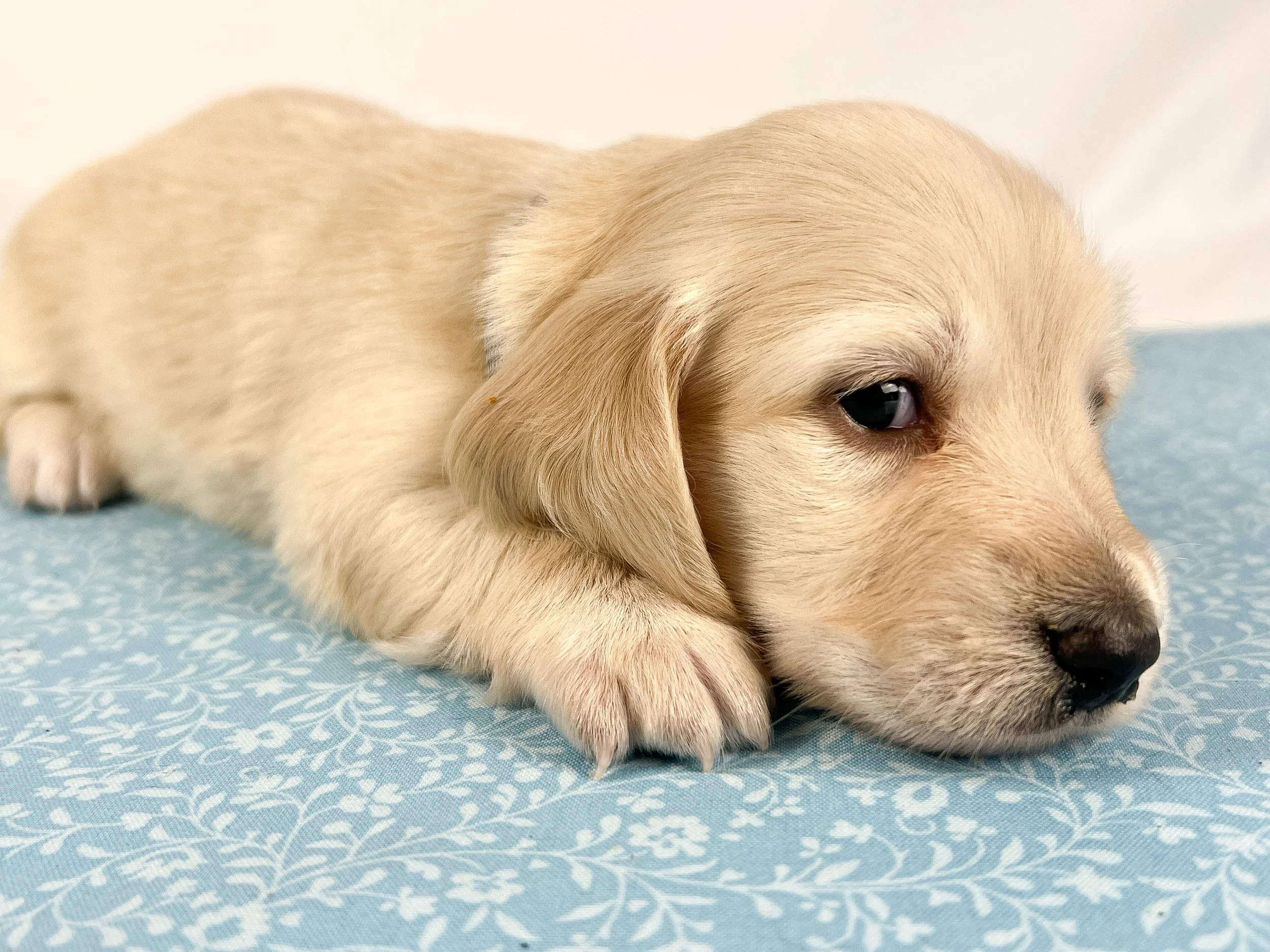 Parmesan aka Wally (RESERVED, longhaired boy)