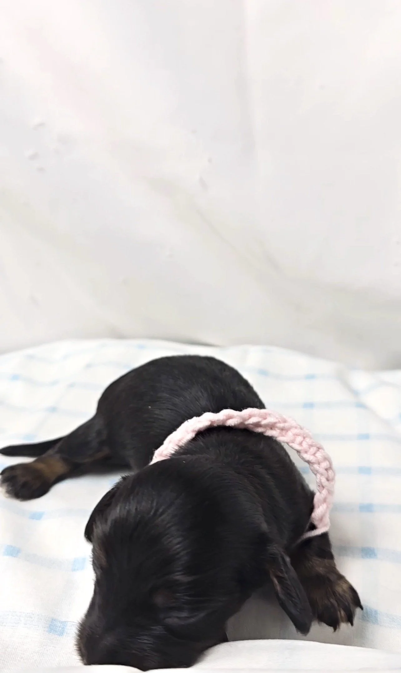 Reese's (longhaired girl, $2500 with a $500 deposit towards total)