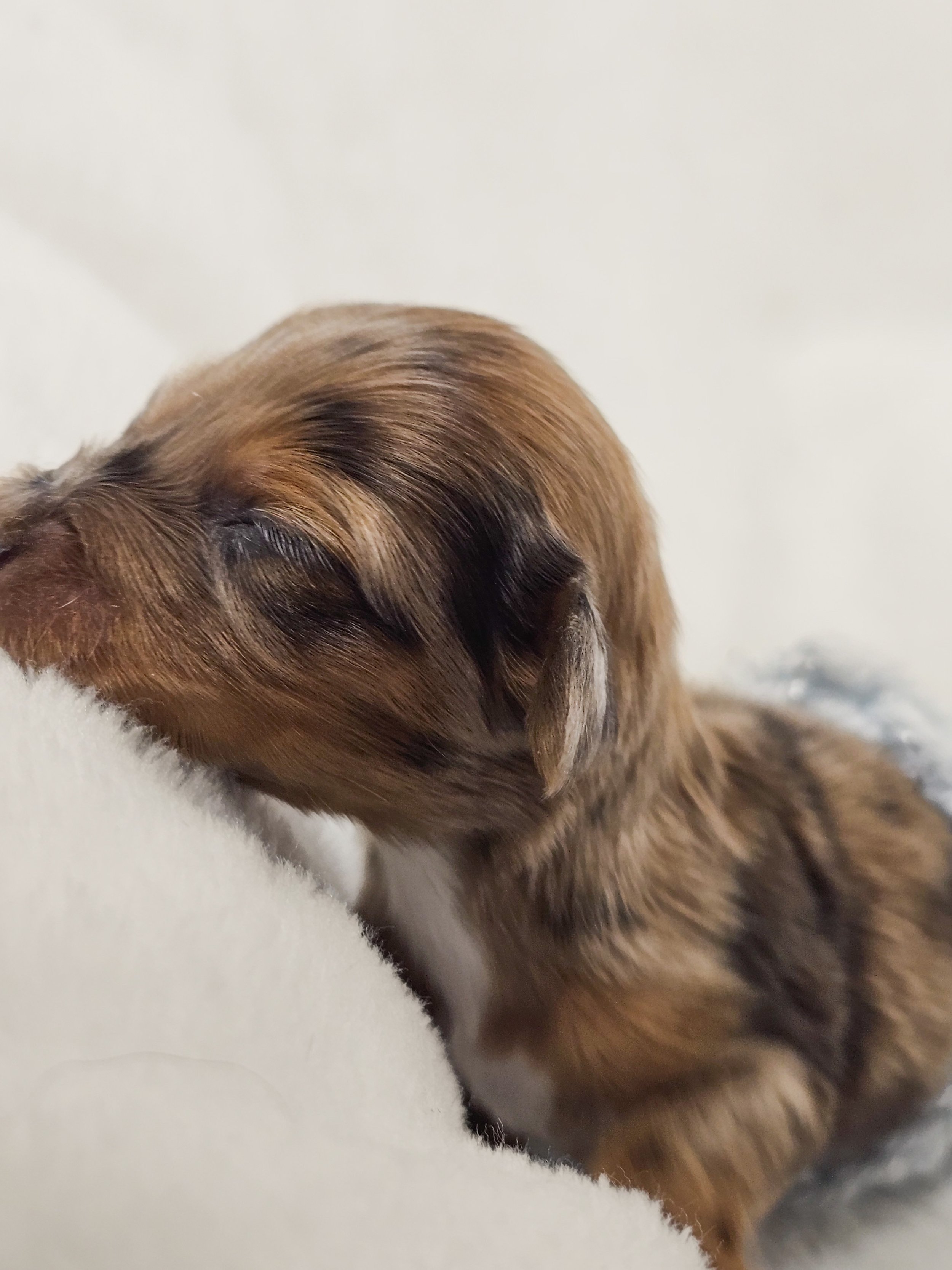 Orchid (RESERVED, longhaired girl)