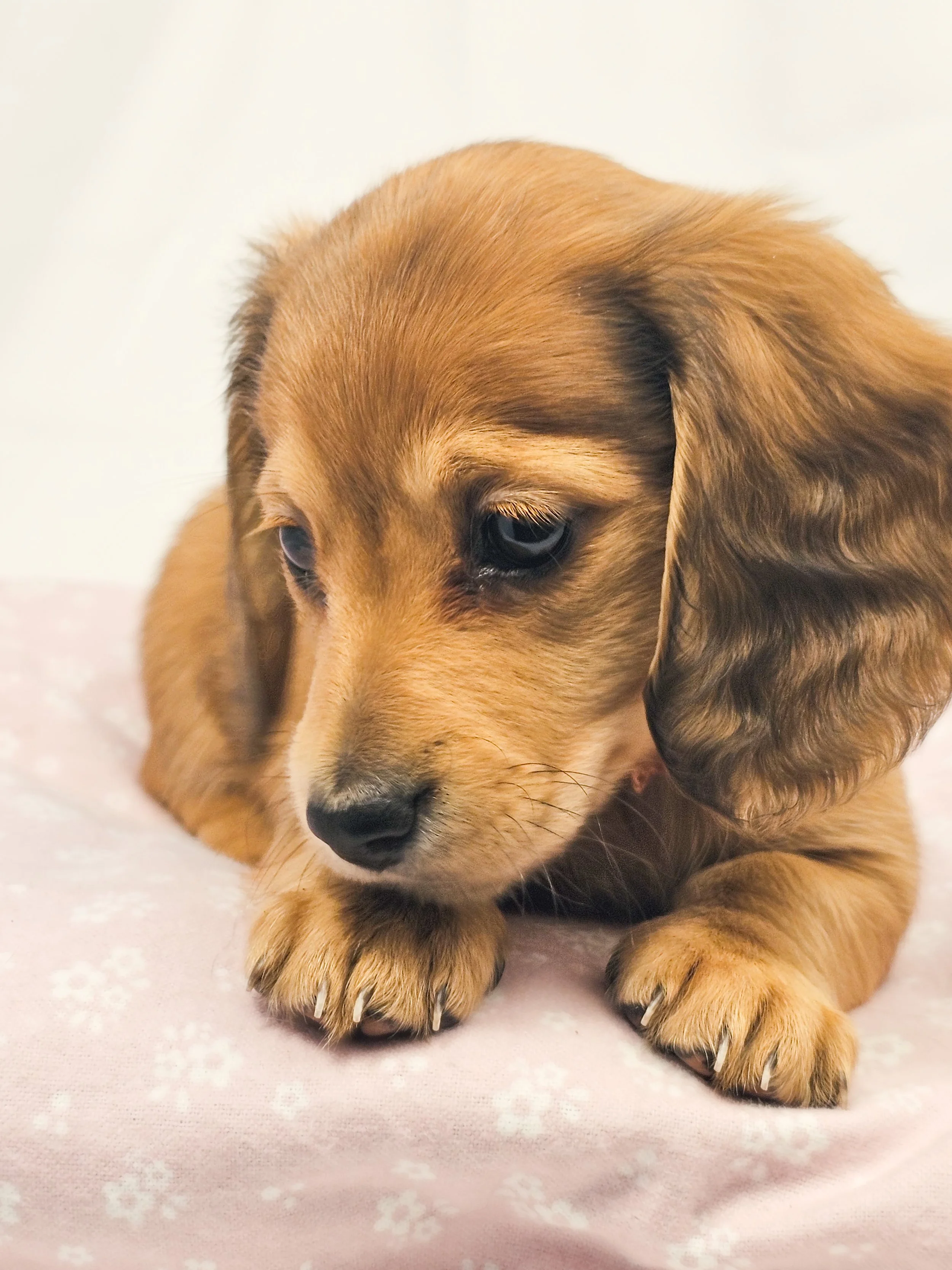 Bean aka Chloe (RESERVED, longhaired girl)