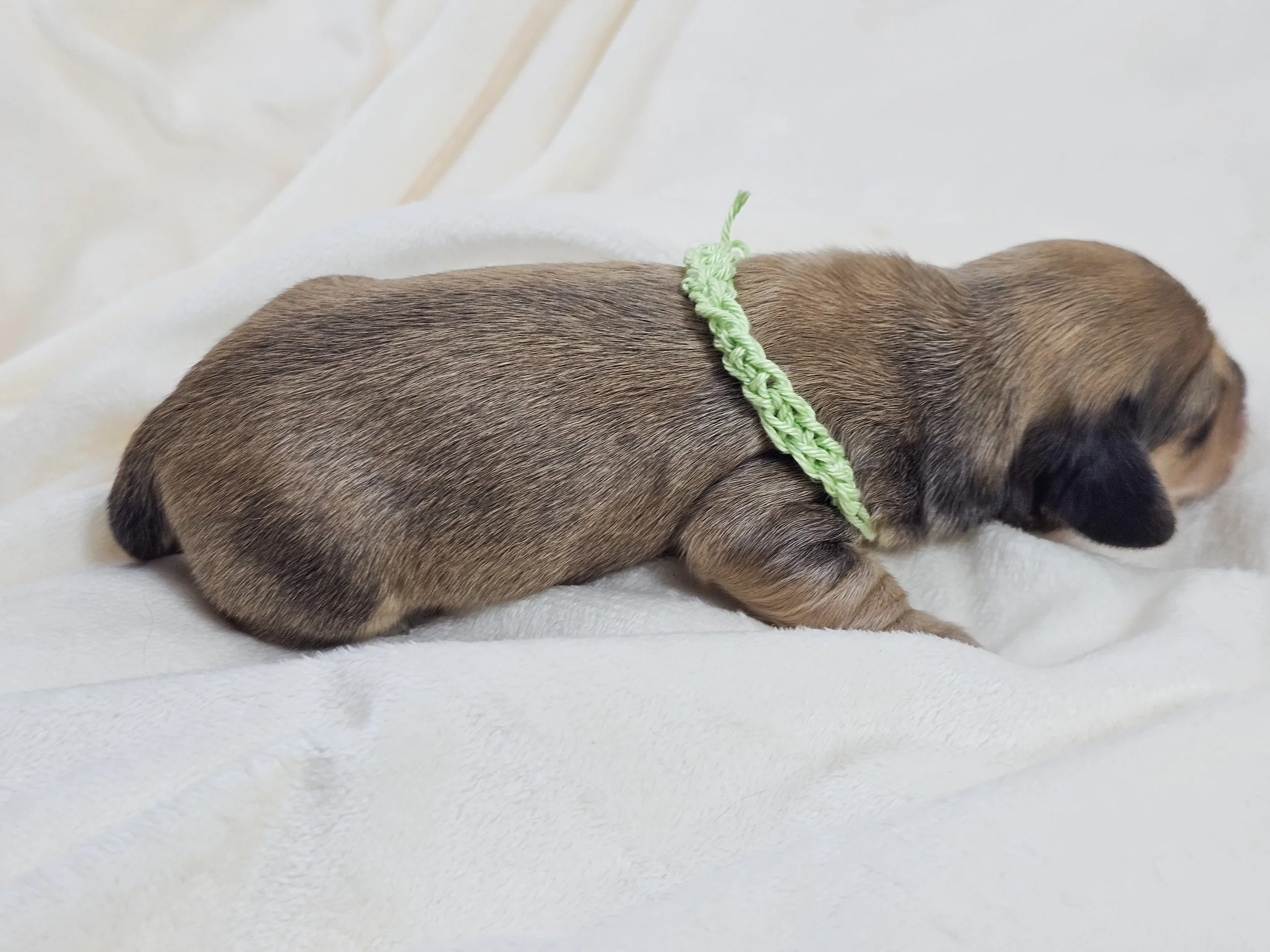 Pickles (longhaired boy, $3300 with a $500 deposit towards total)